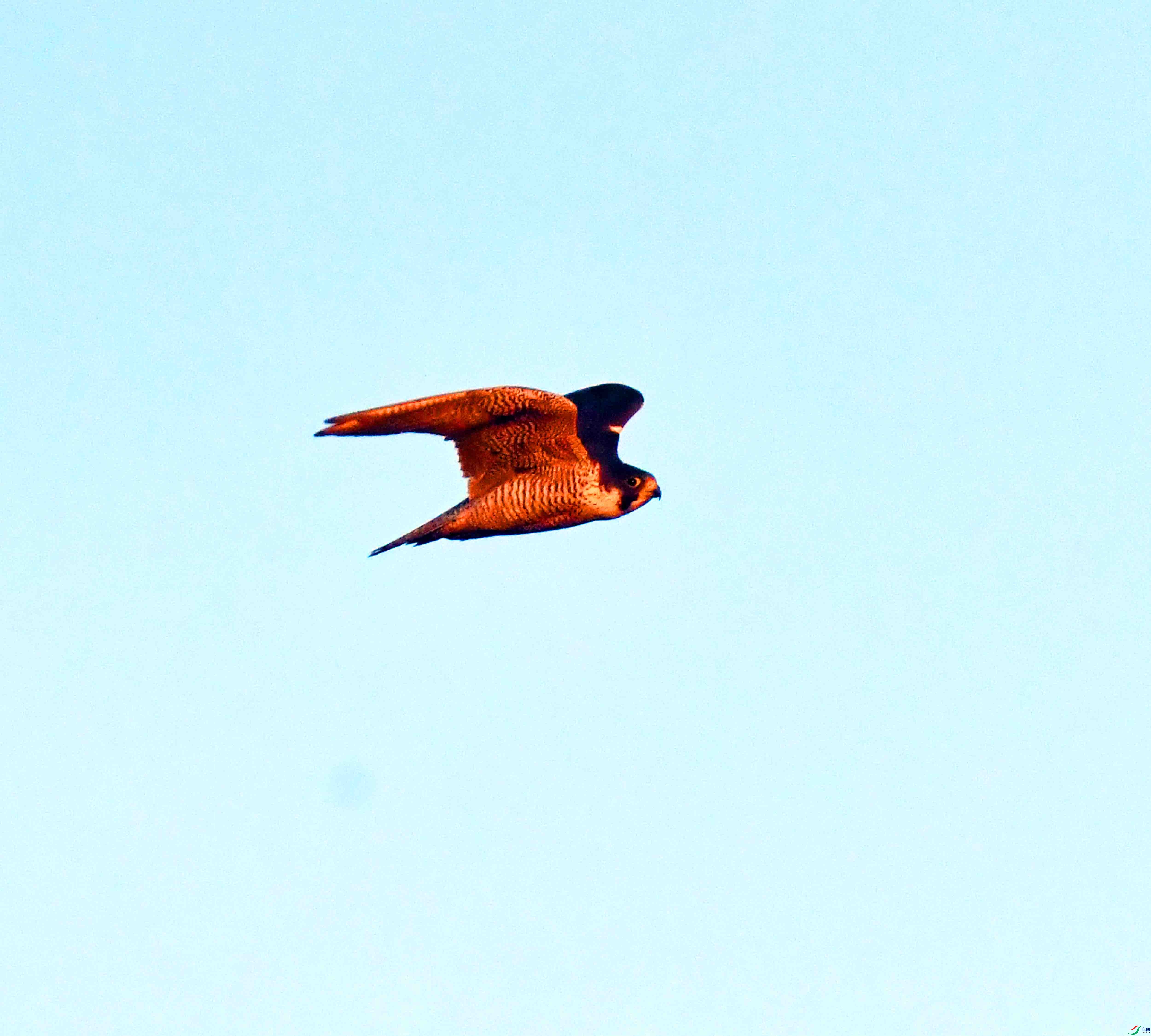 DSC_9601.JPG