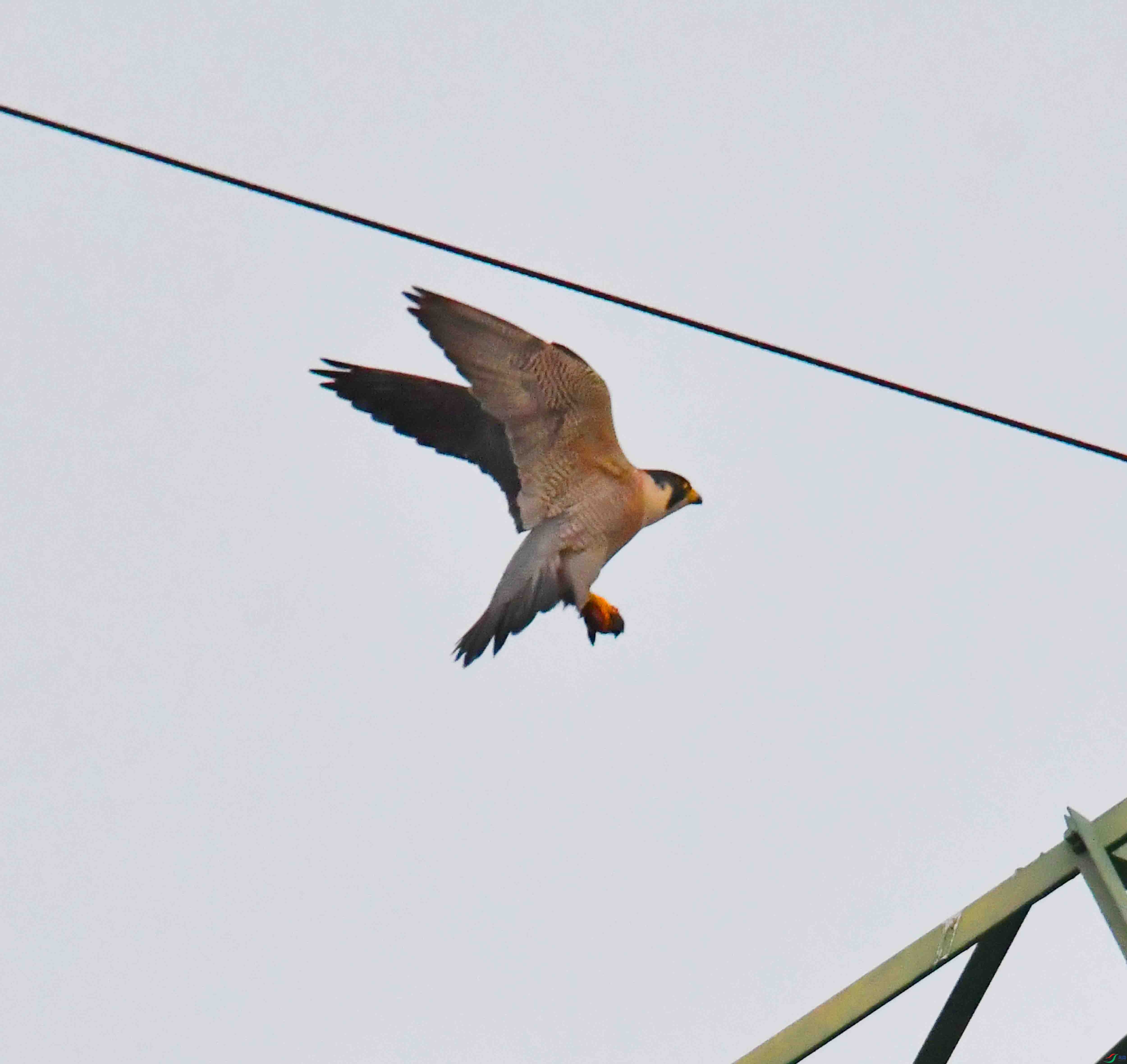 DSC_3115.JPG