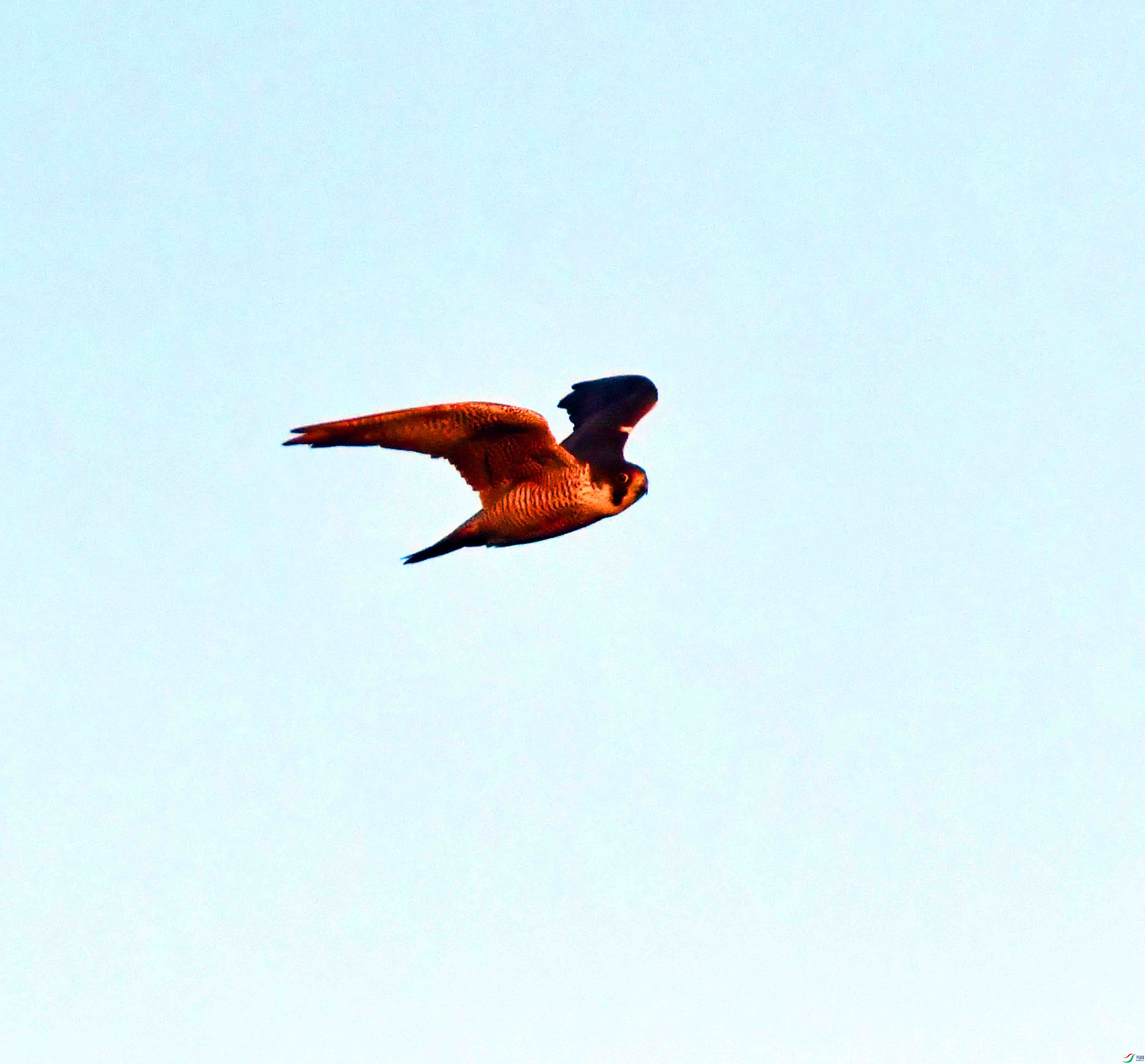 DSC_9604.JPG