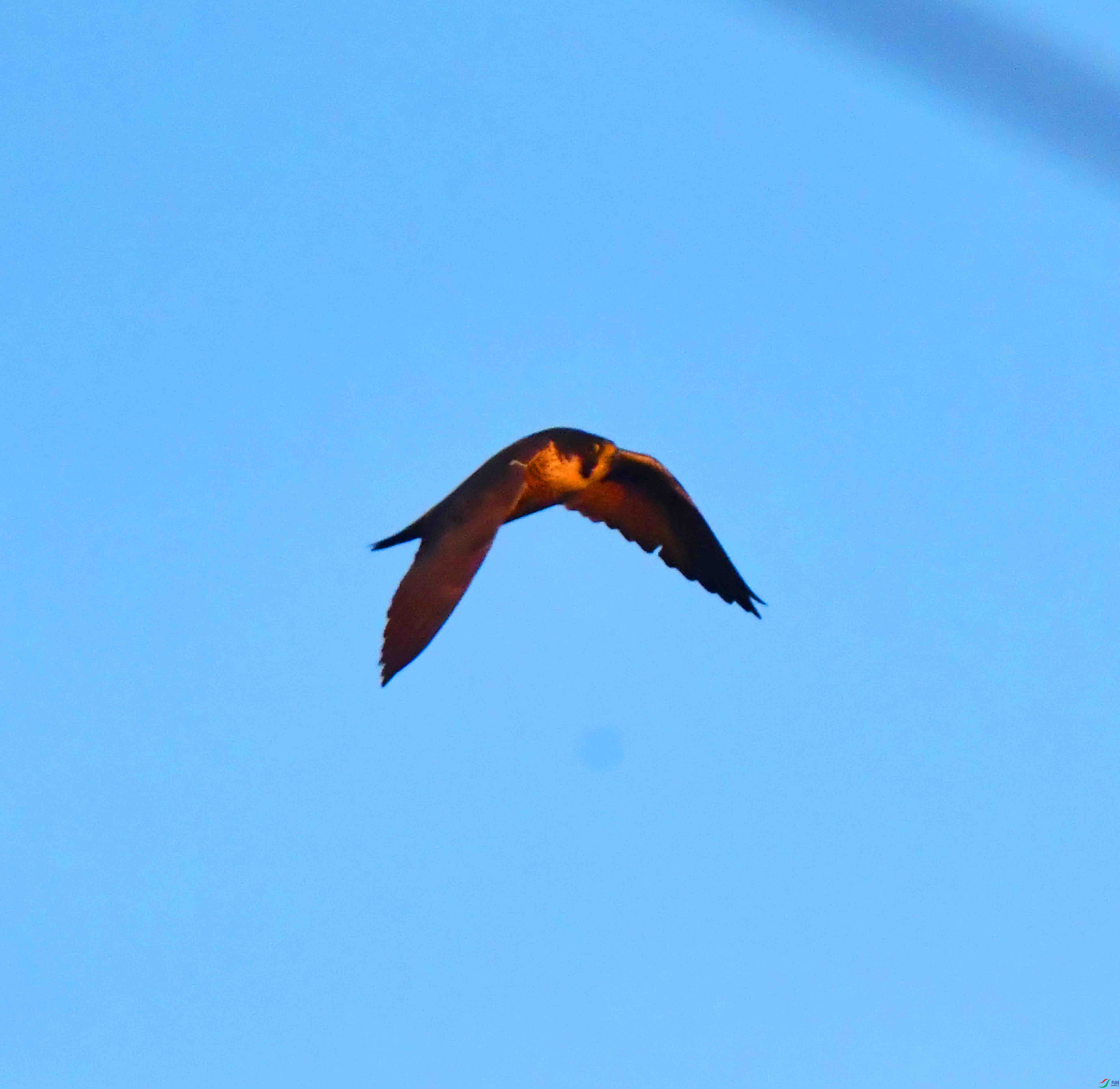 DSC_9605.JPG