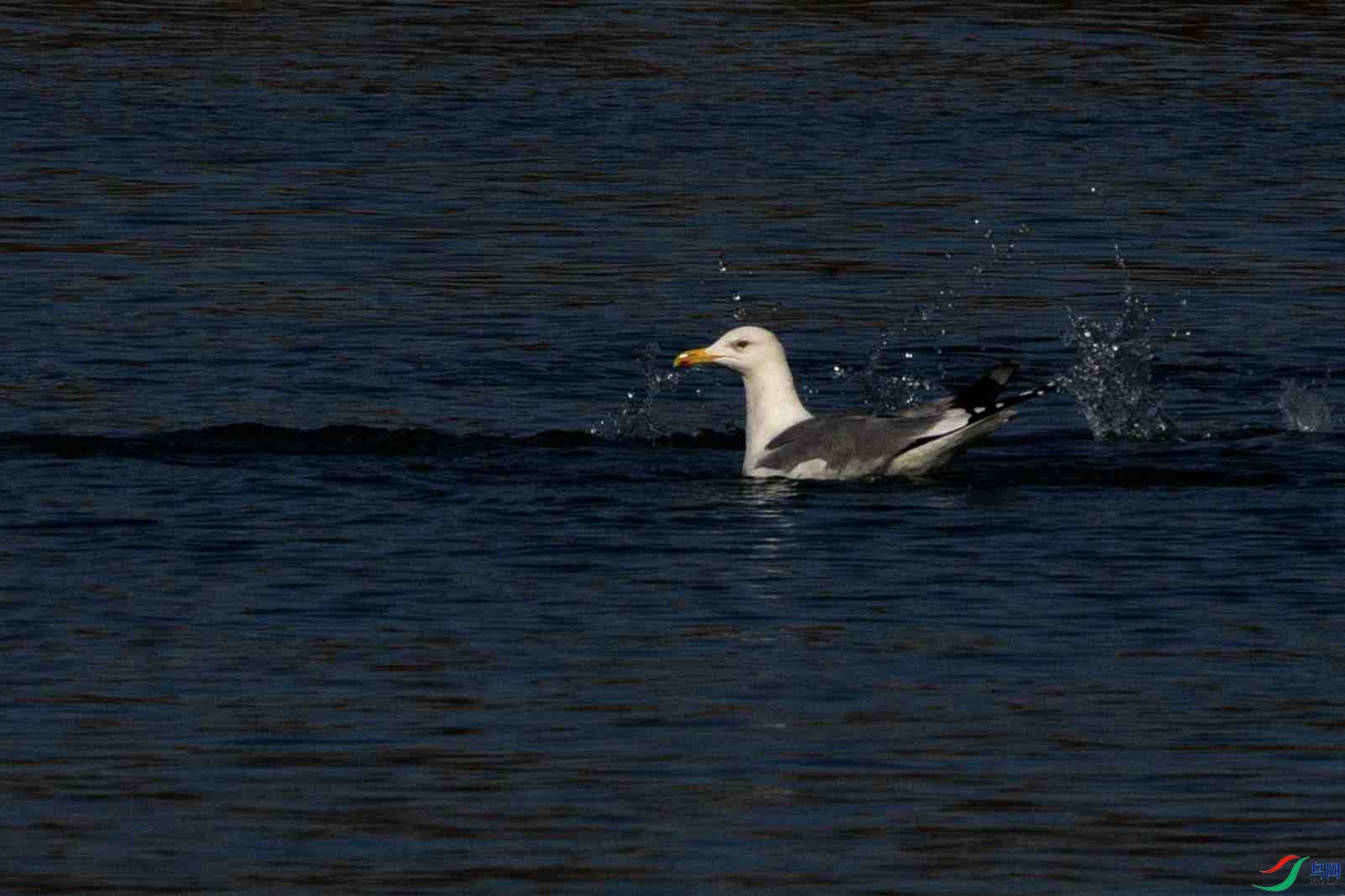 DSC_9809.JPG