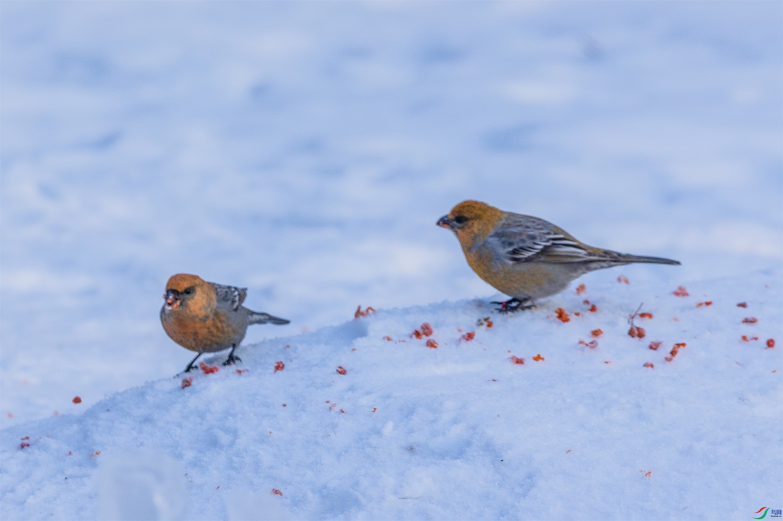 1K3A1578 ����1.jpg