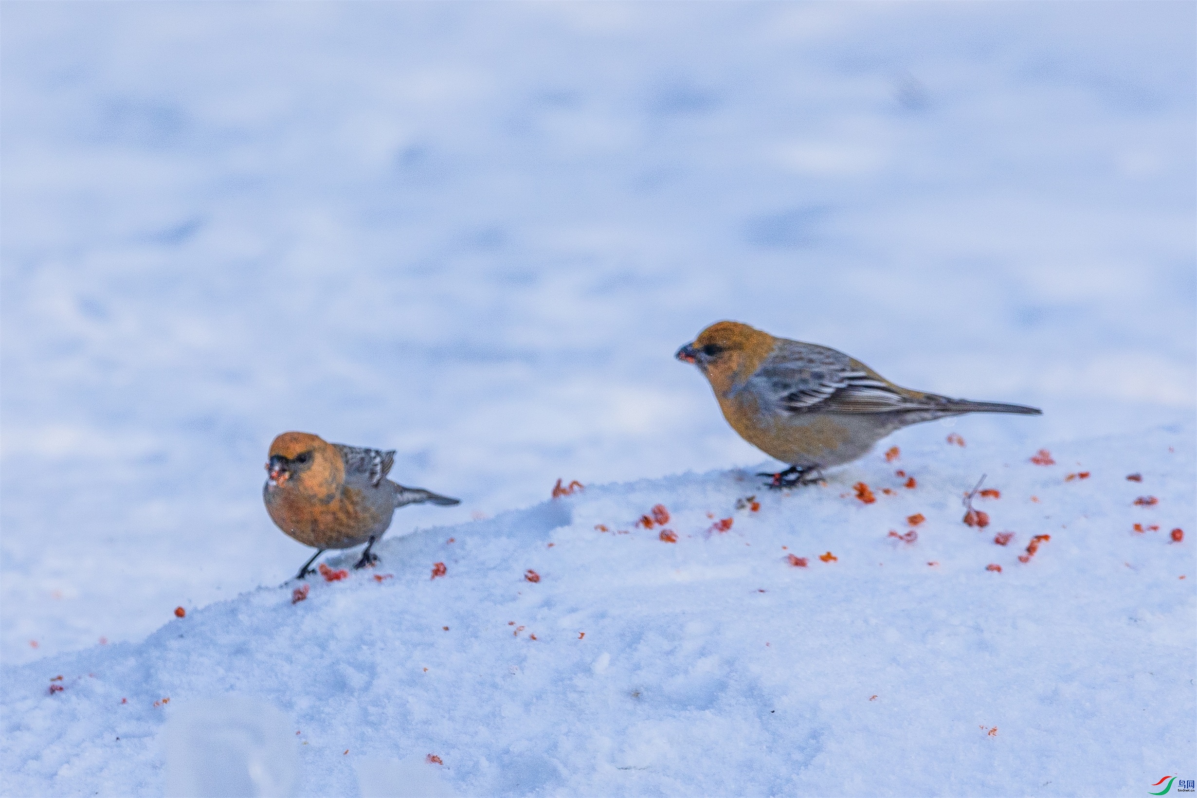 1K3A1577 ����1.jpg