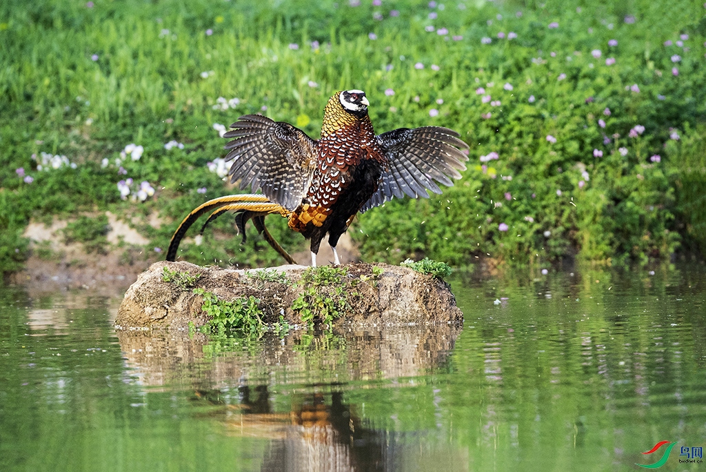 �׹ڳ�β�� (14) ����.jpg