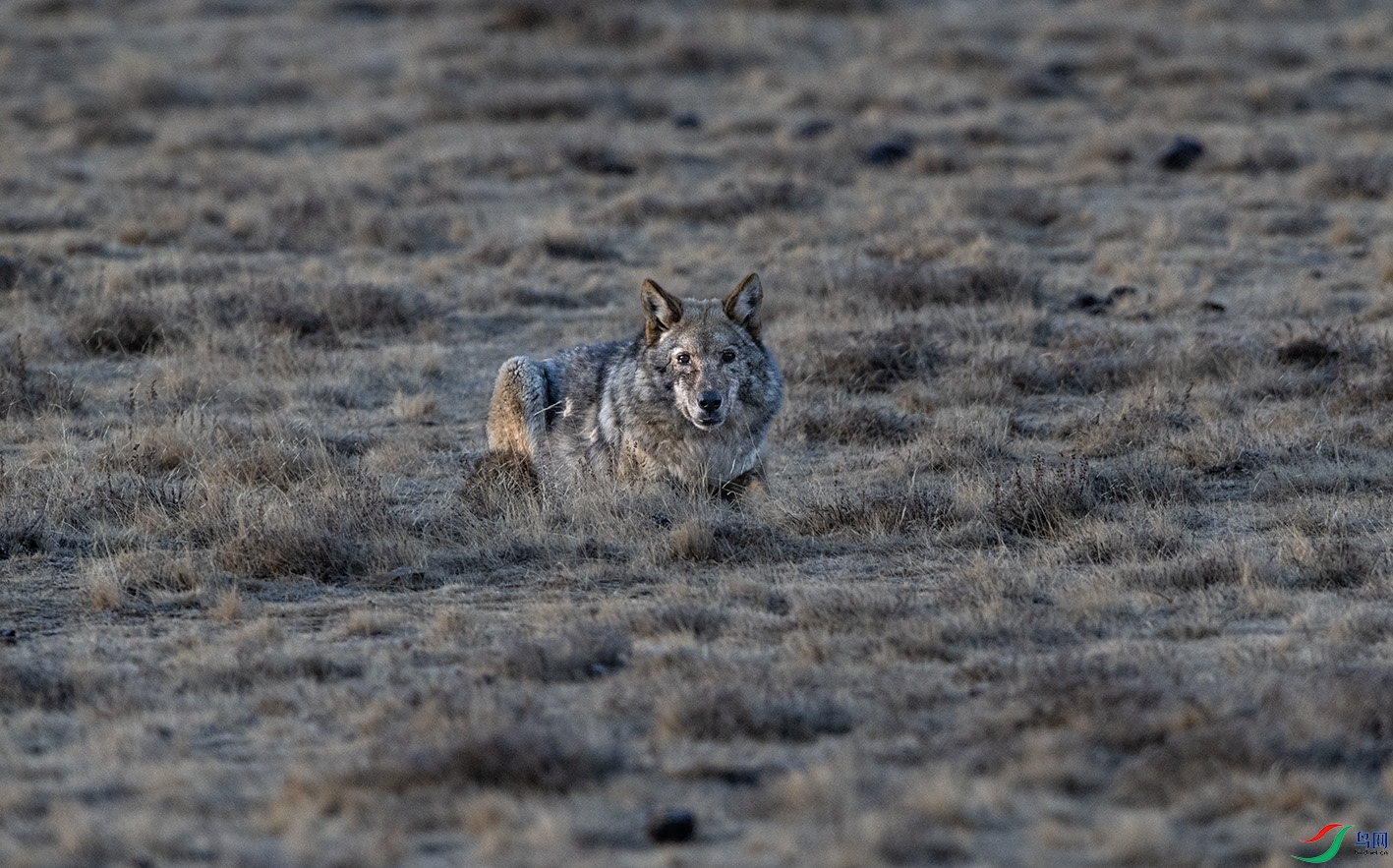 DSC_0962 ����.jpg