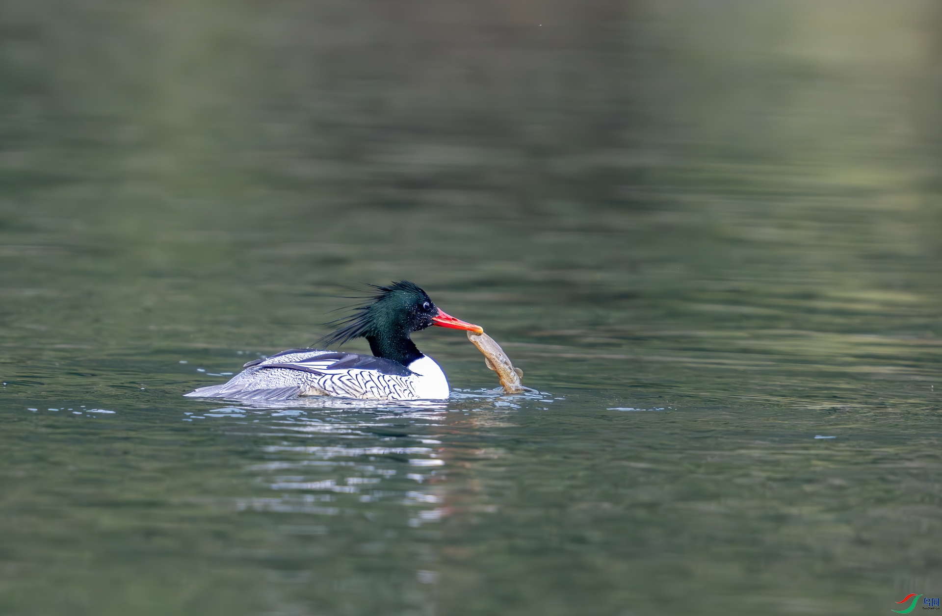 DSC_5039-1.jpg