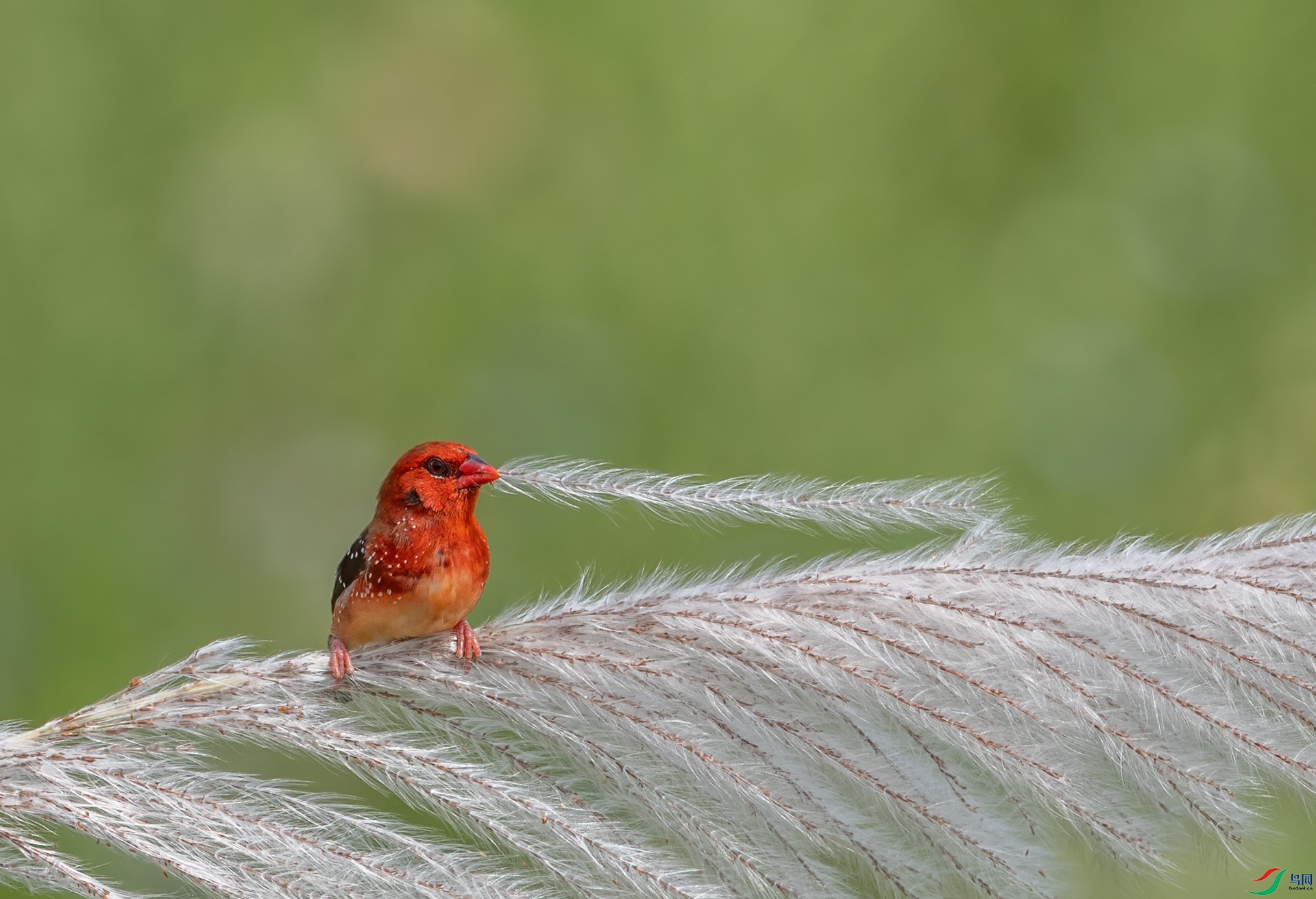 DSC_9940-1.jpg