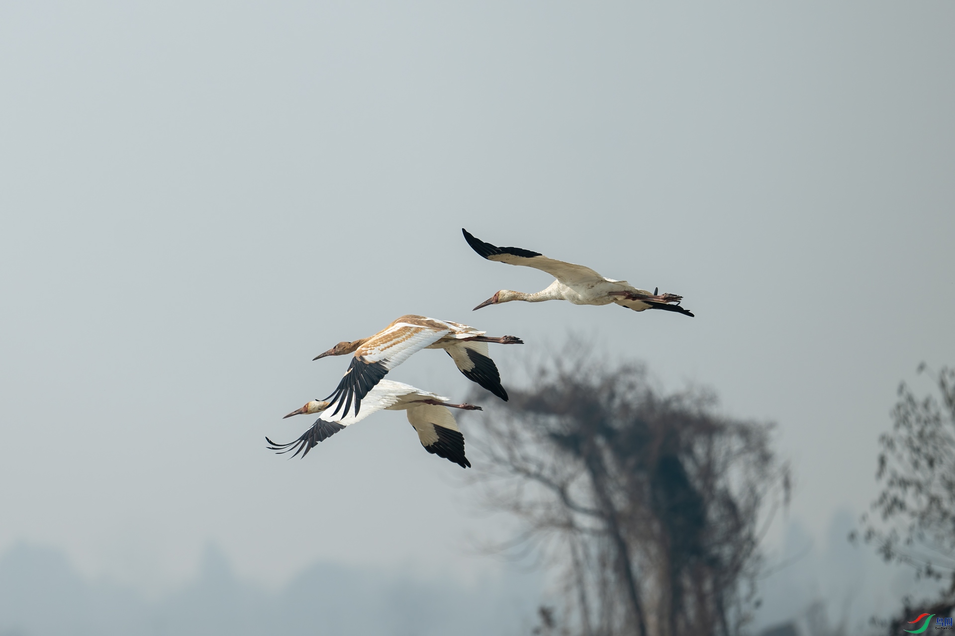 DSC_0295-1.jpg
