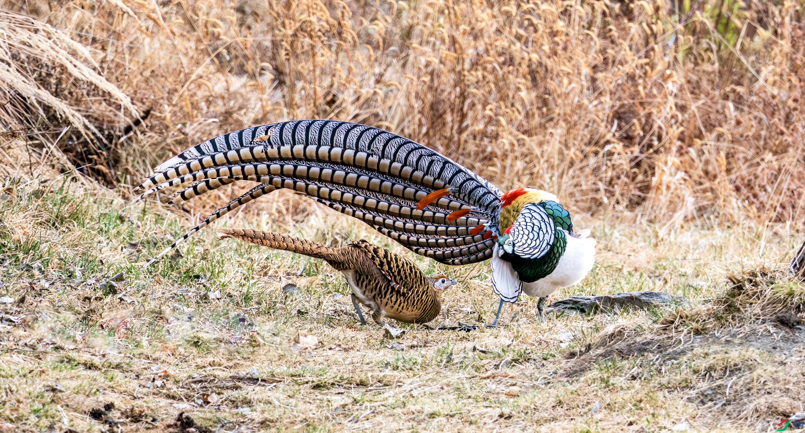 �ּ���Ӱ������