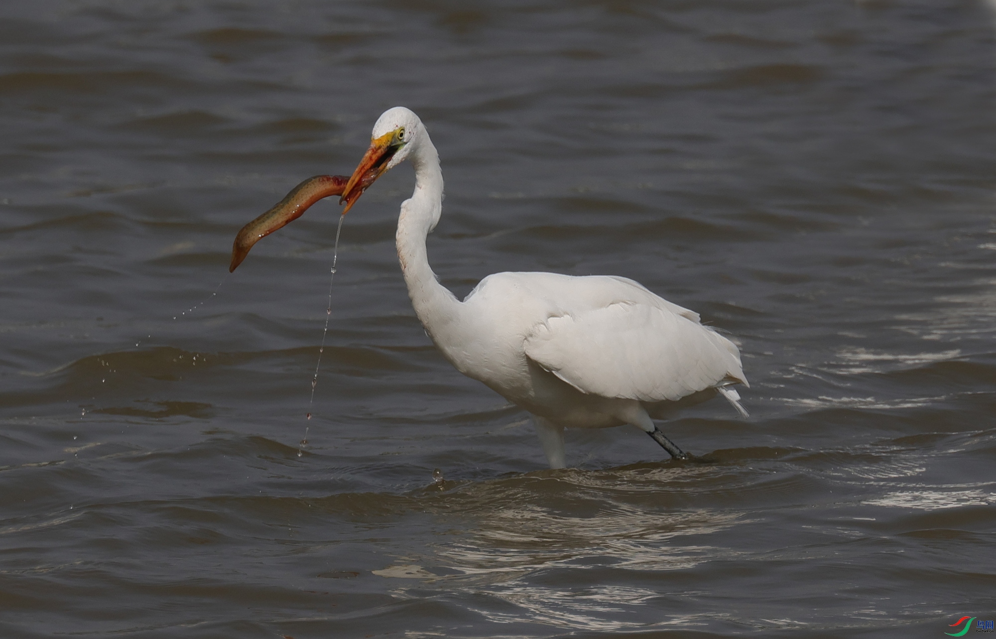 ���ĵ���