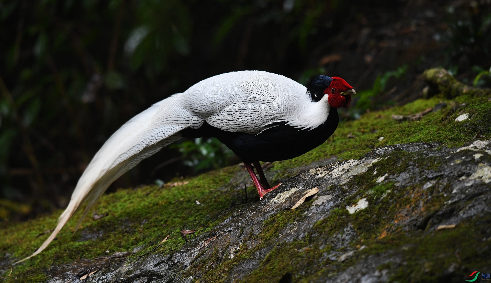 DSC_1452.jpg