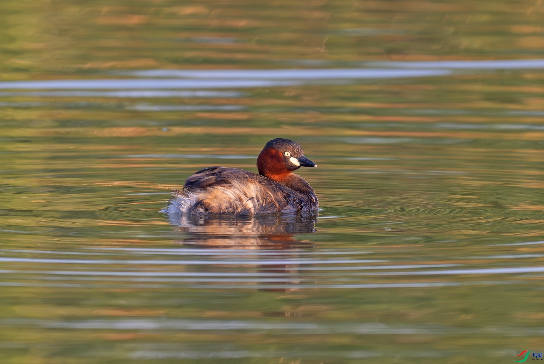 _DSC6962f.jpg