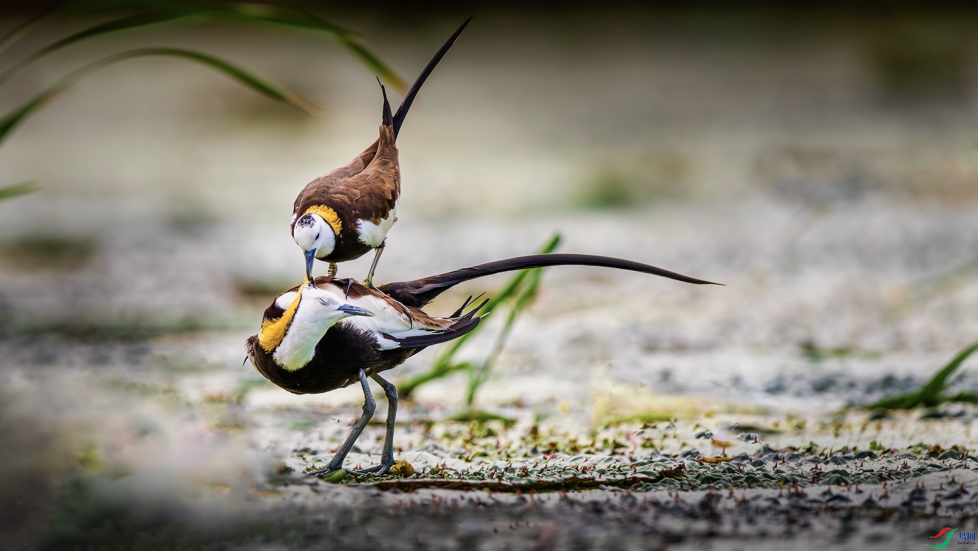 1-2_XXL5409-����ǿ-NR ����.jpeg