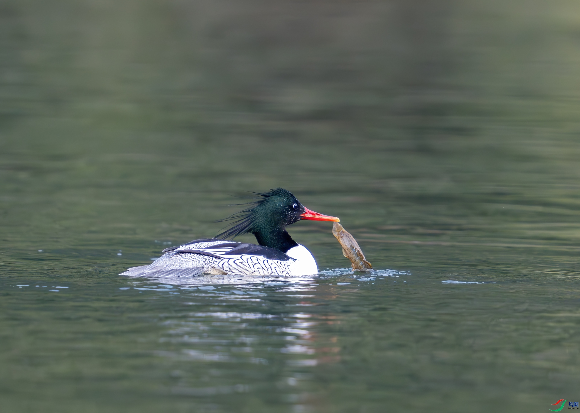 DSC_5040-1.jpg