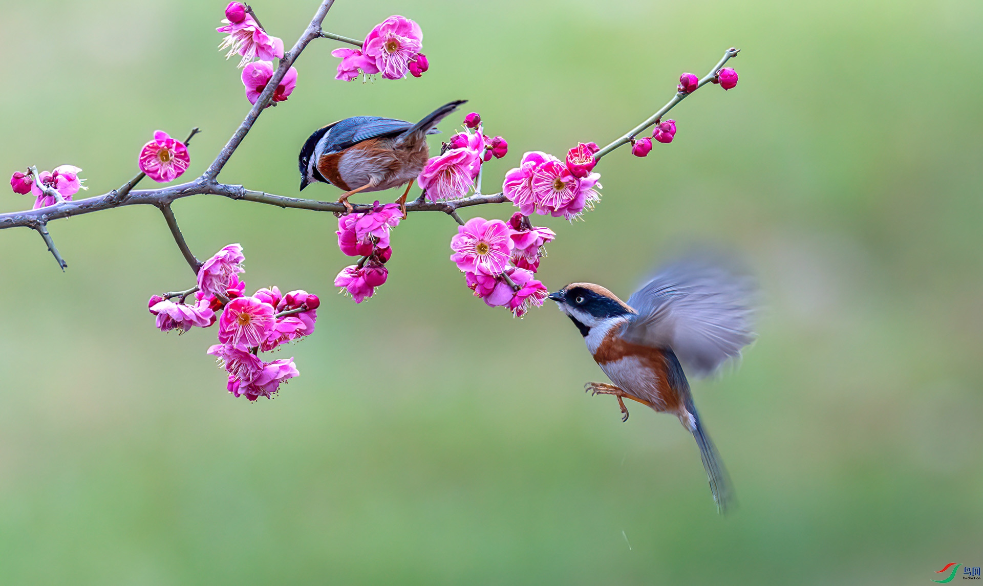 060A9362 ����-Sha---1 .jpg