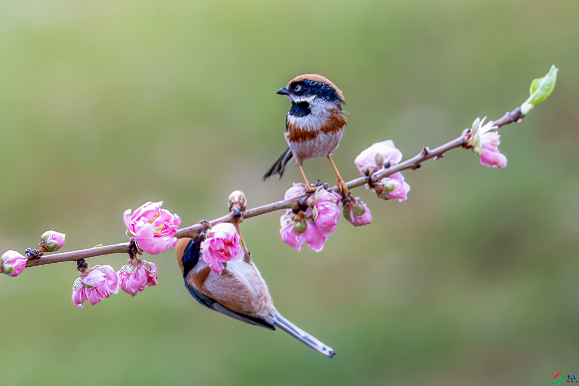 060A8914 ����-Sha---1 .jpg