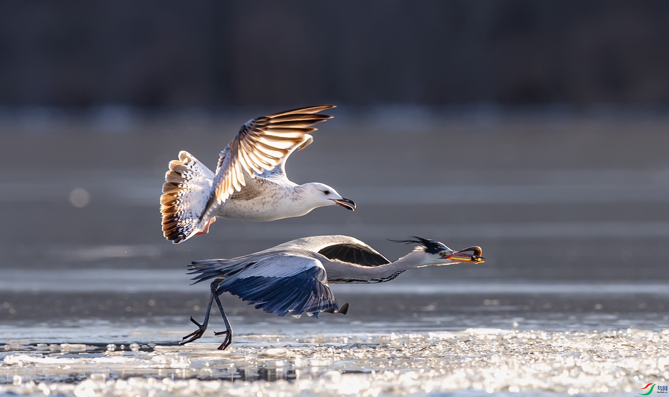 ��Ÿ�����