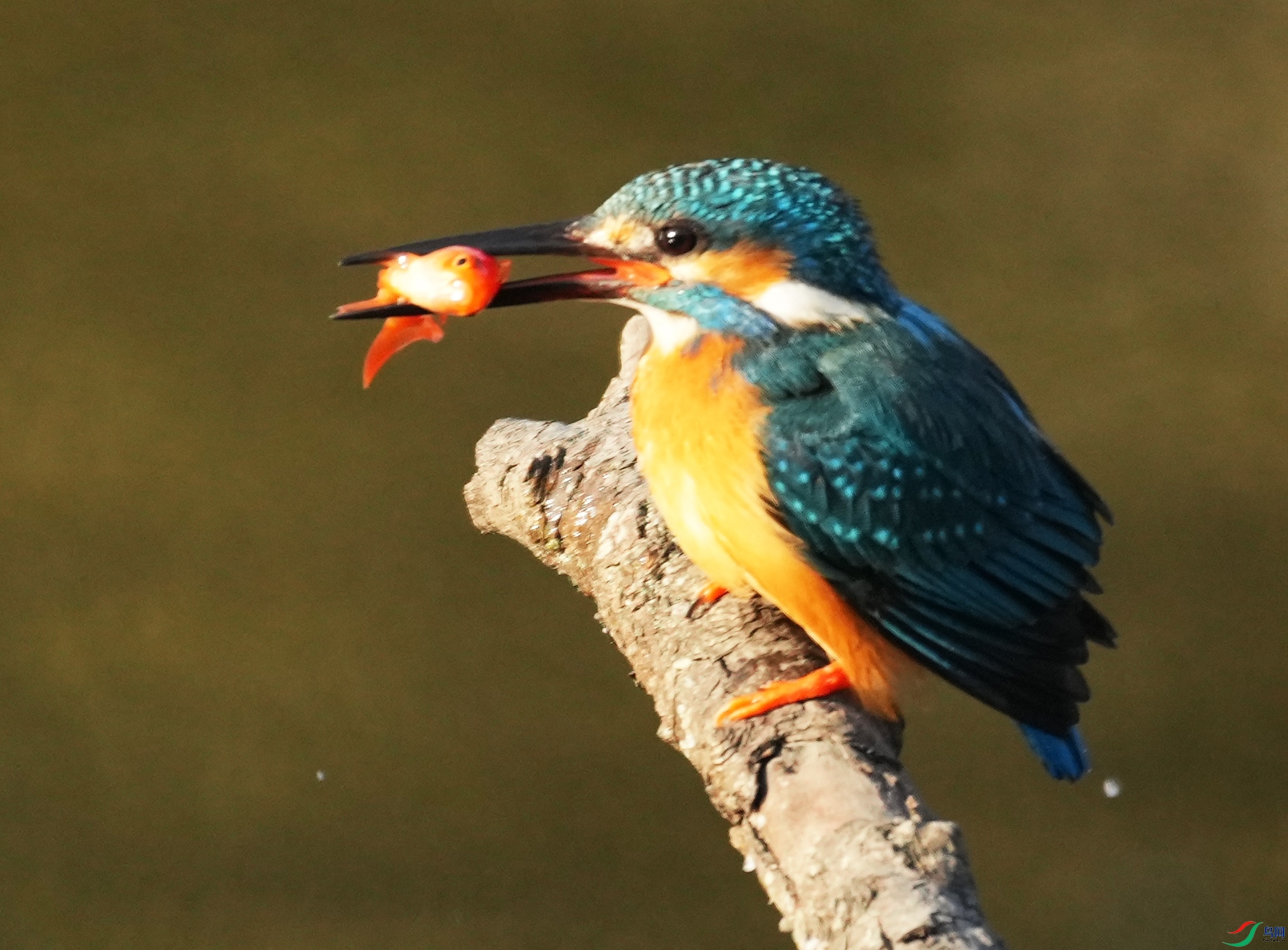 04DSC07888 ����_����.jpg