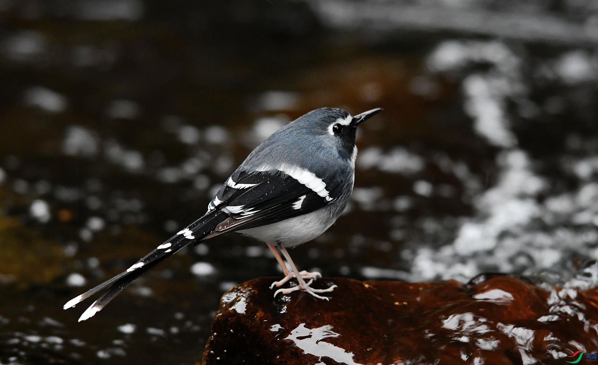 DSC_1585.jpg