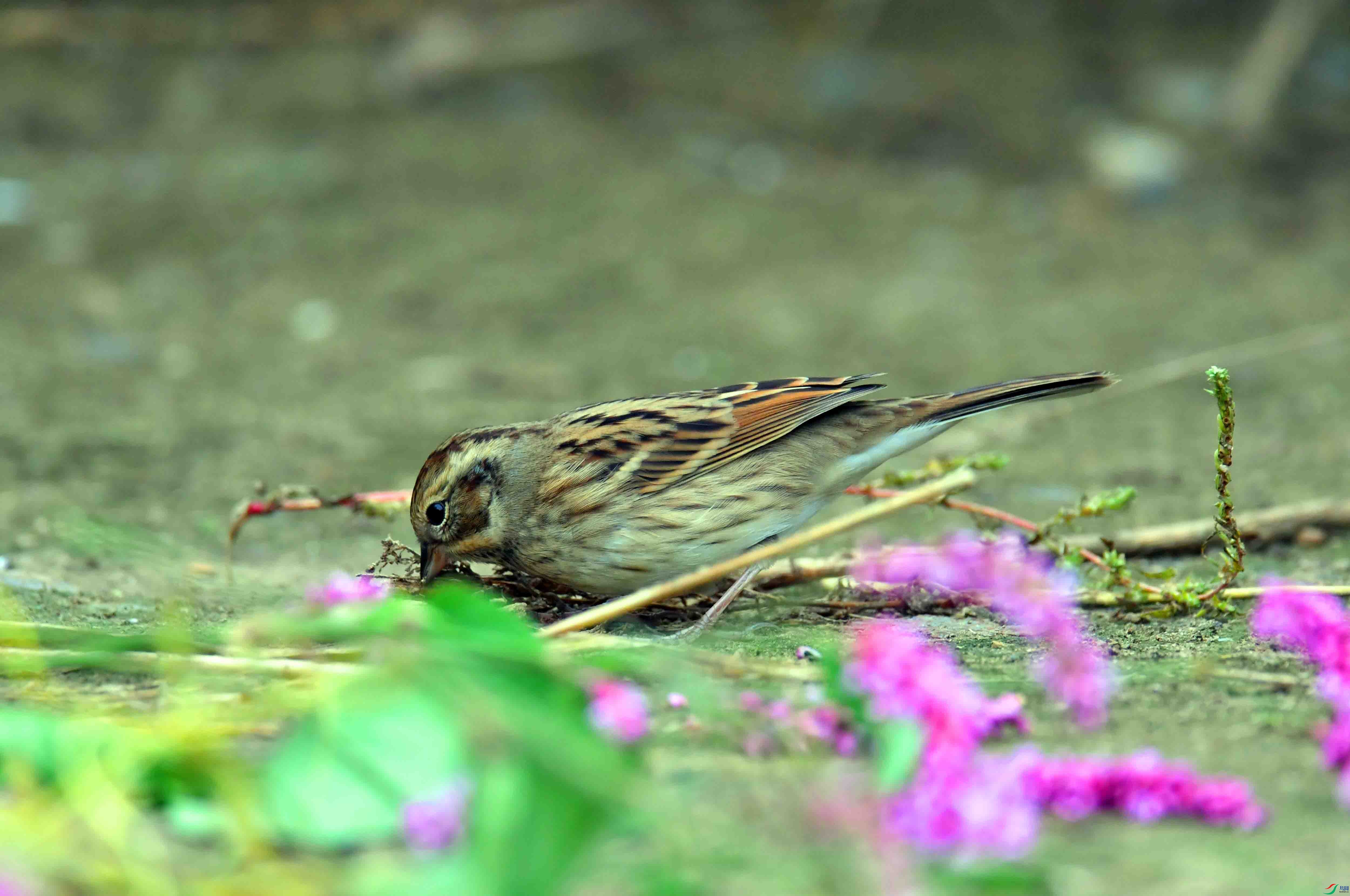 DSC_2833.JPG