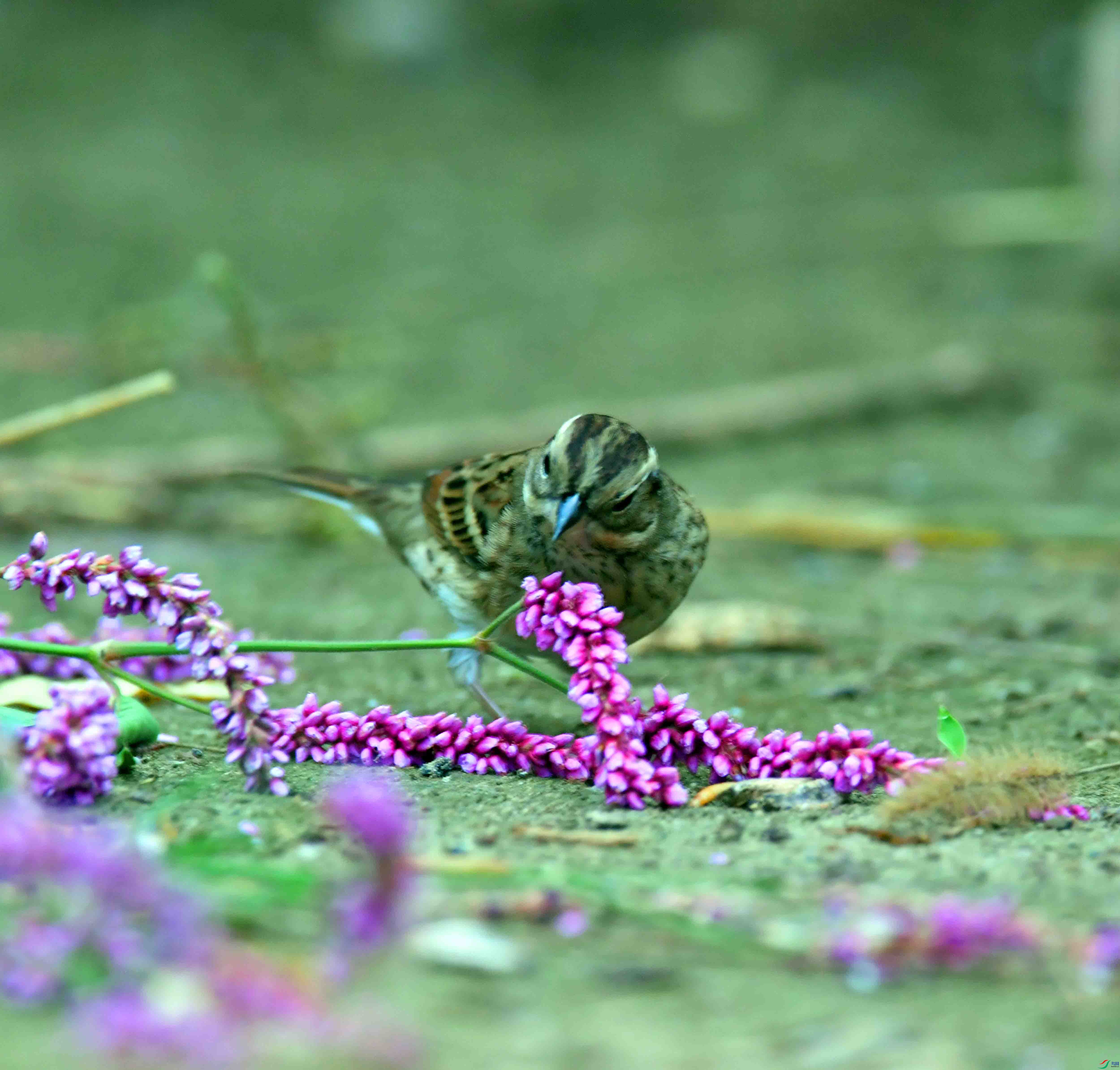 DSC_3098.JPG