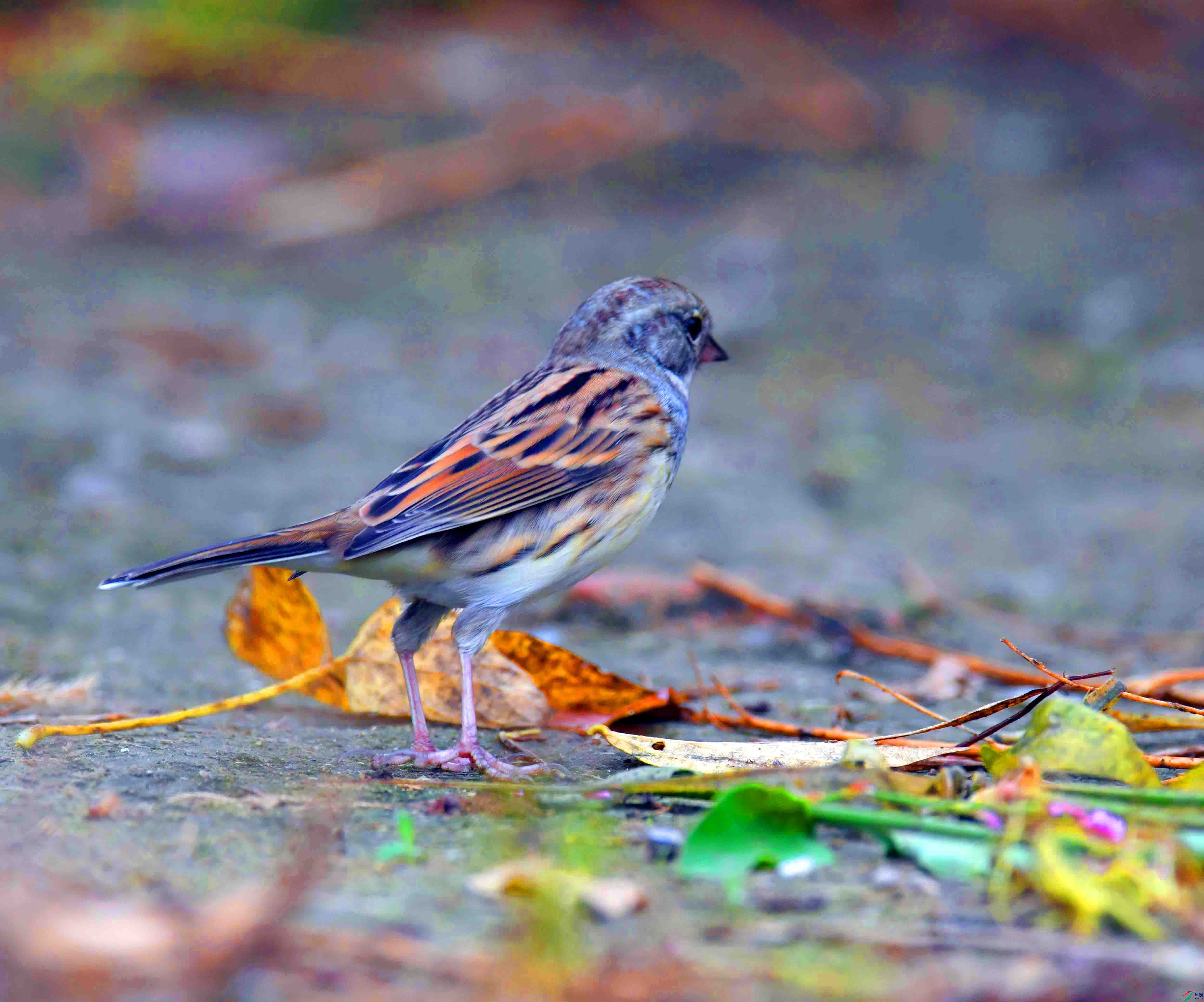 DSC_3467.JPG