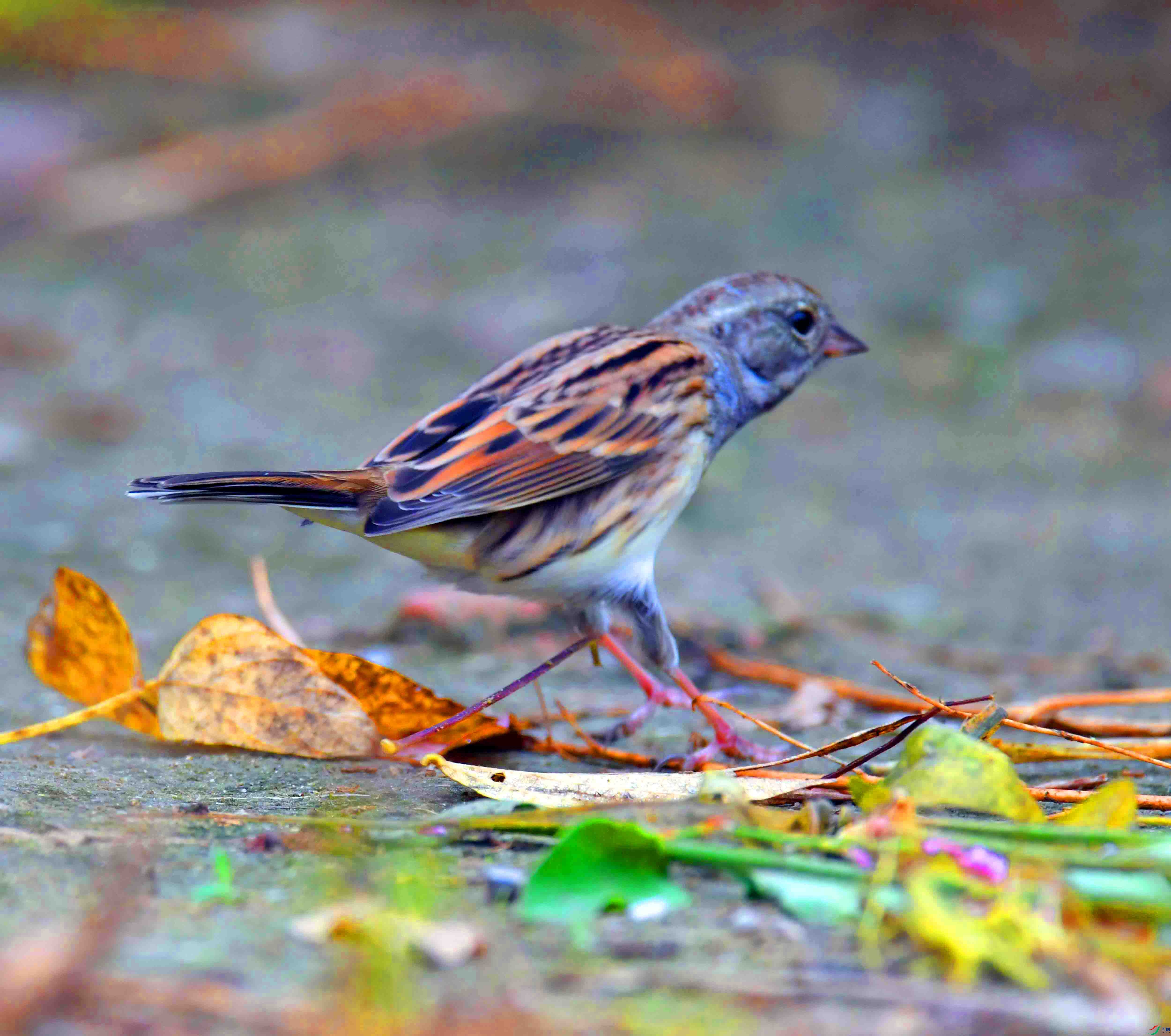 DSC_3468.JPG