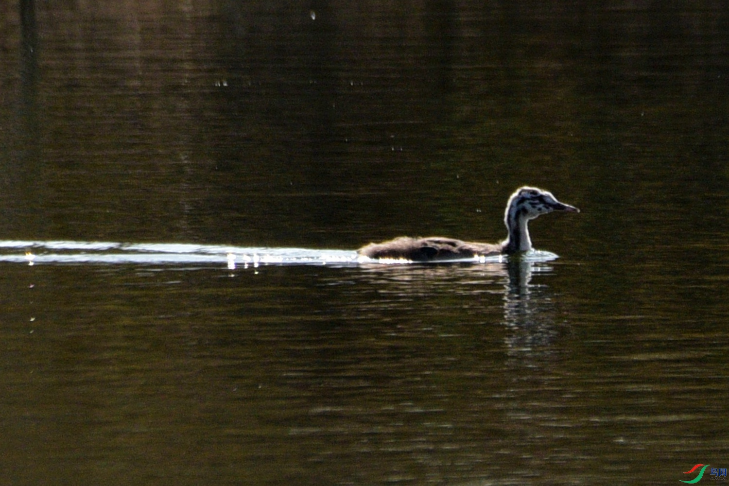 DSC_7192.JPG