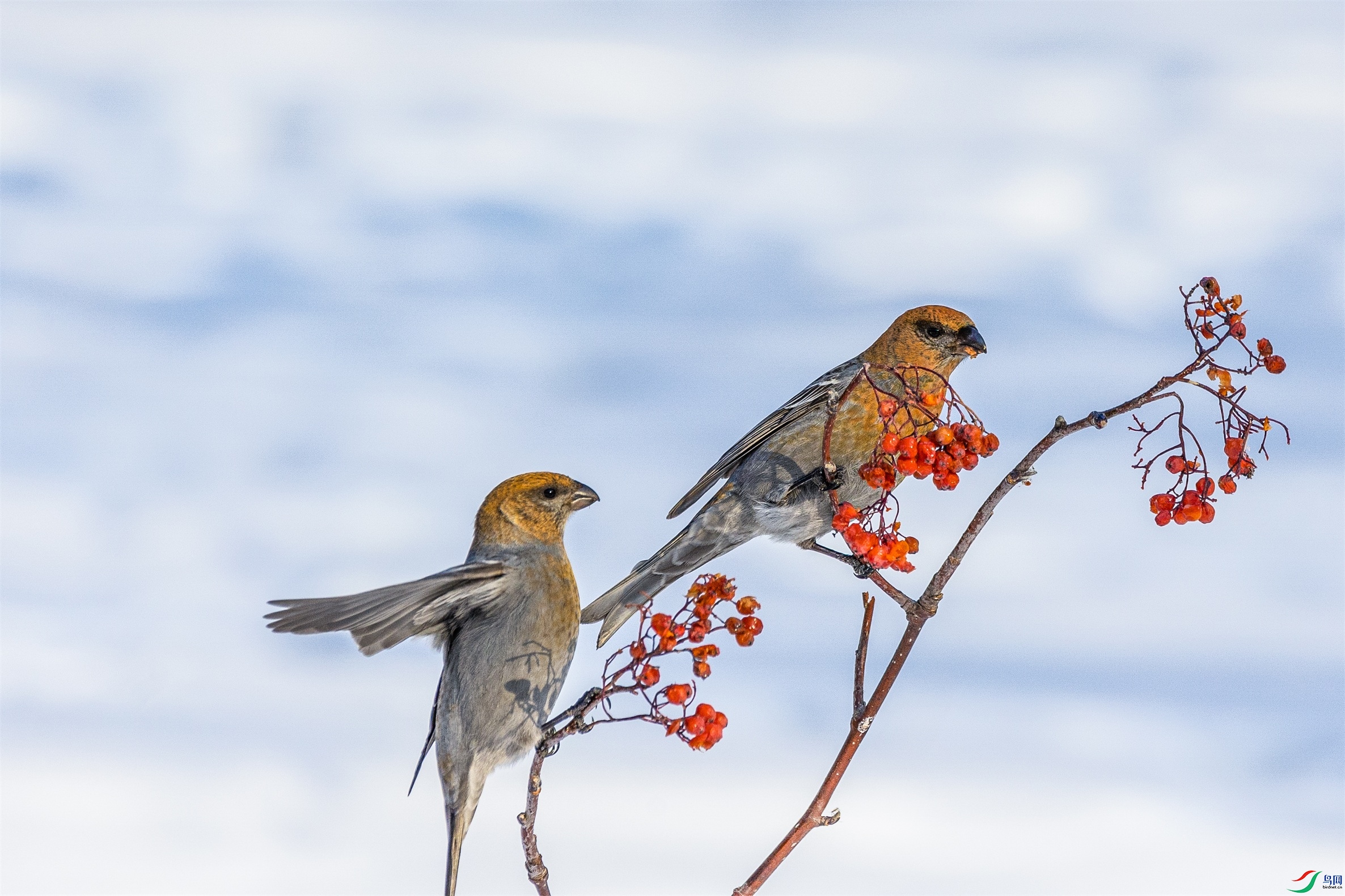 1K3A0988 ����1.jpg