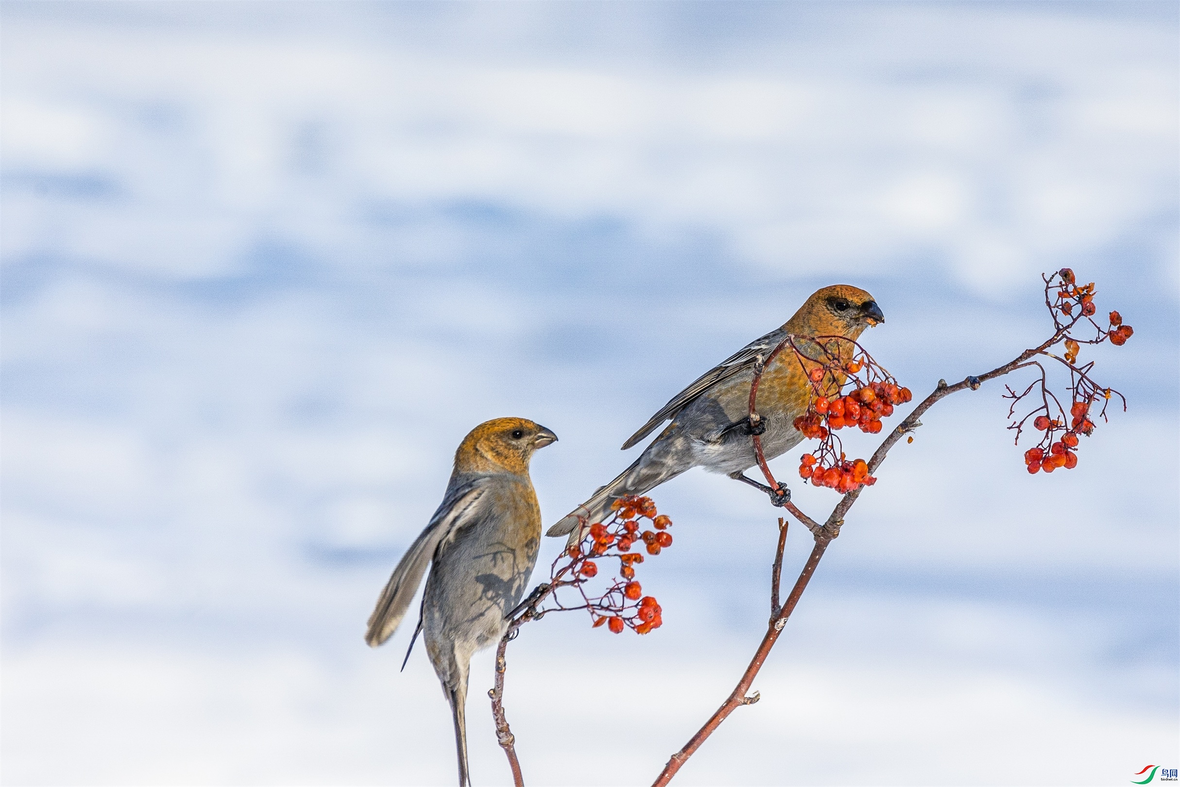 1K3A0989 ����1.jpg