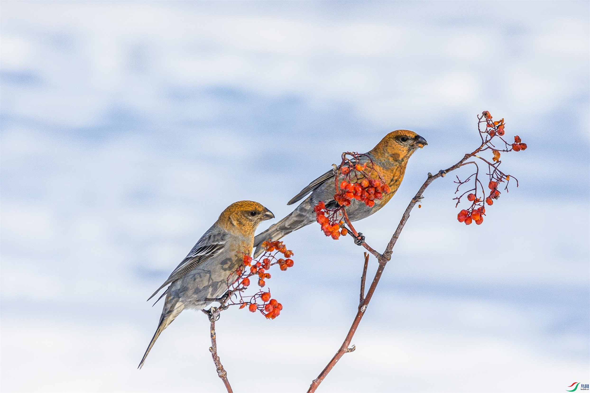 1K3A0995 ����1.jpg