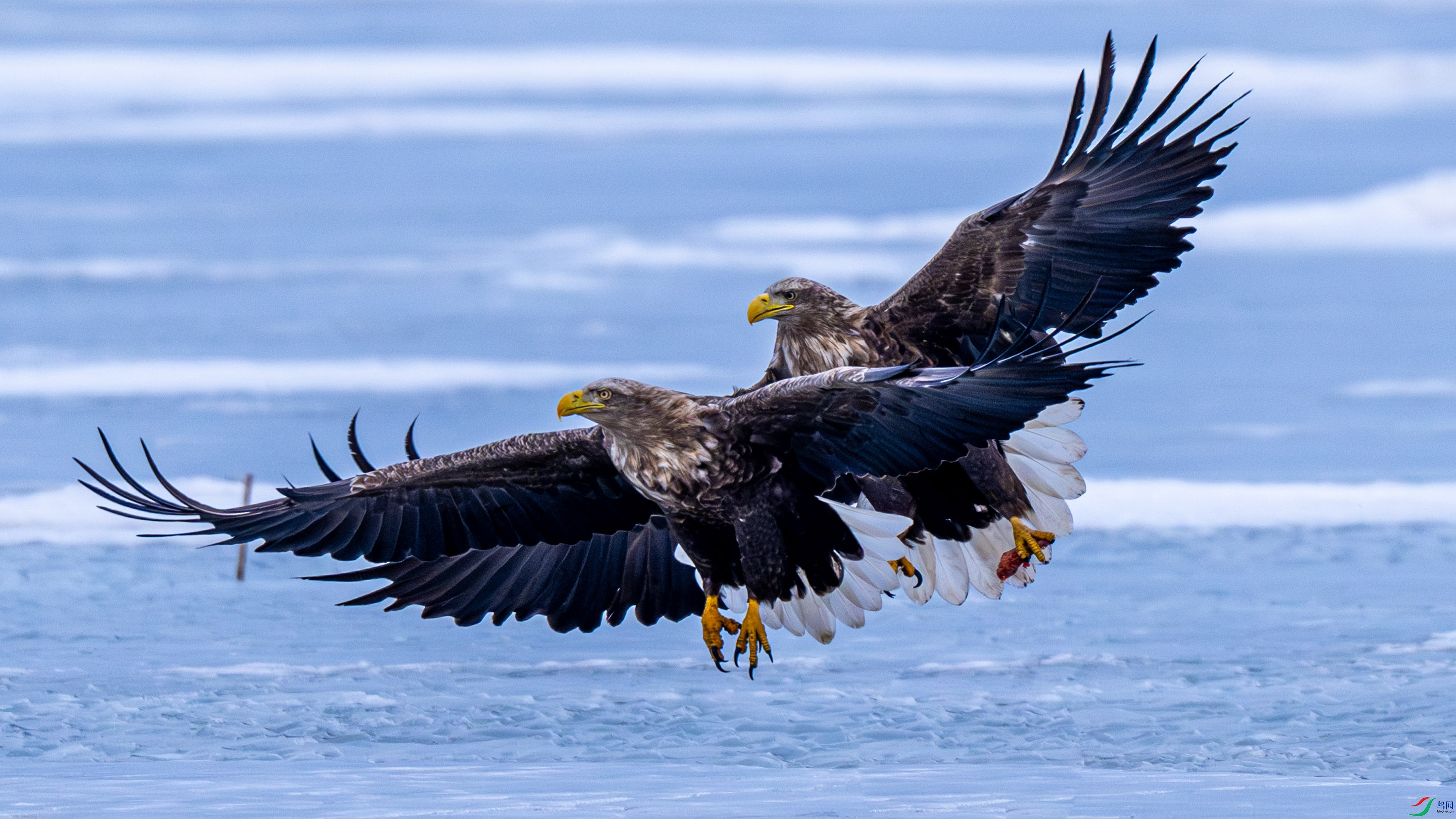 ��β����