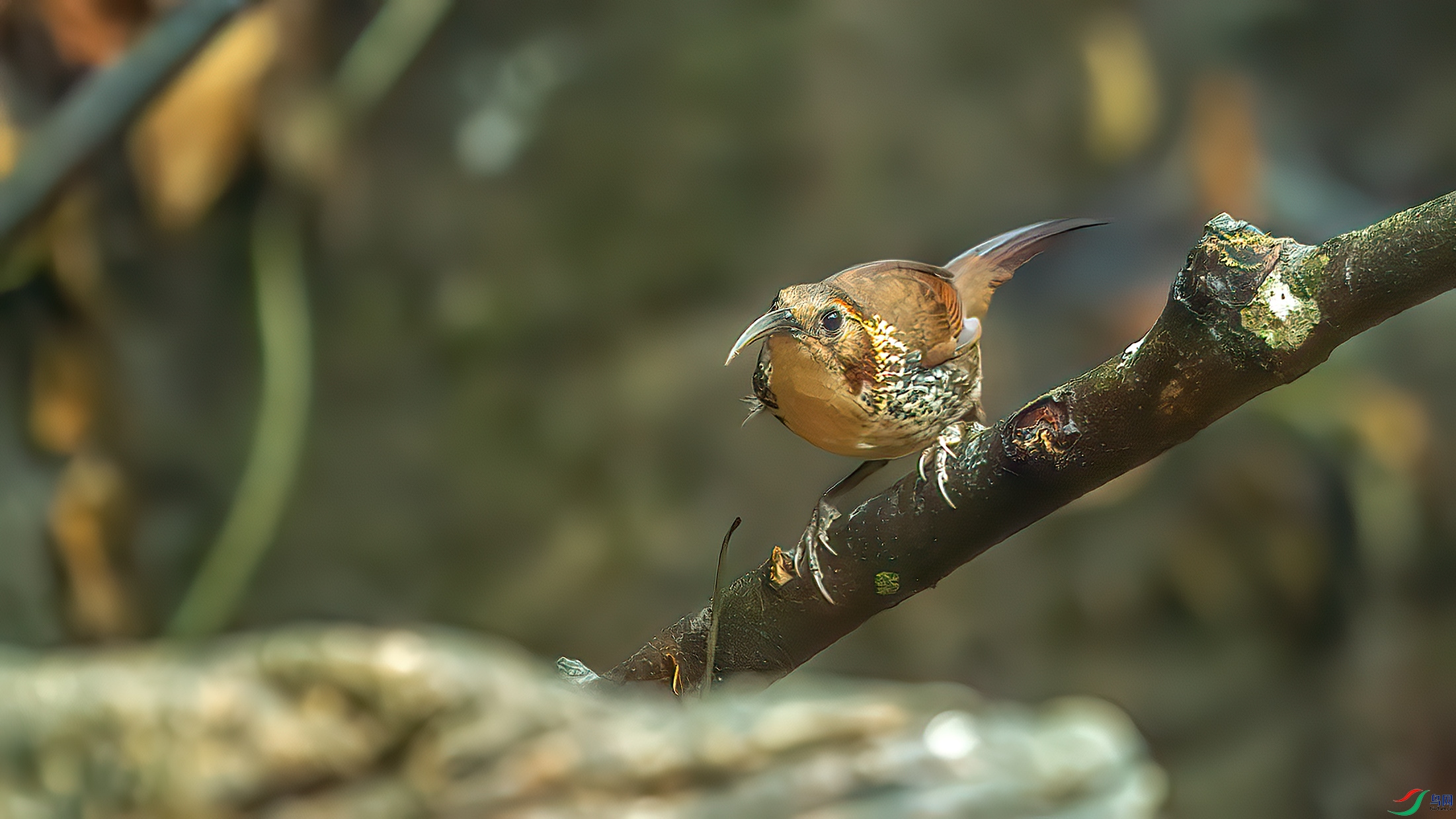 DSC_4071-����ǿ-NR.jpg