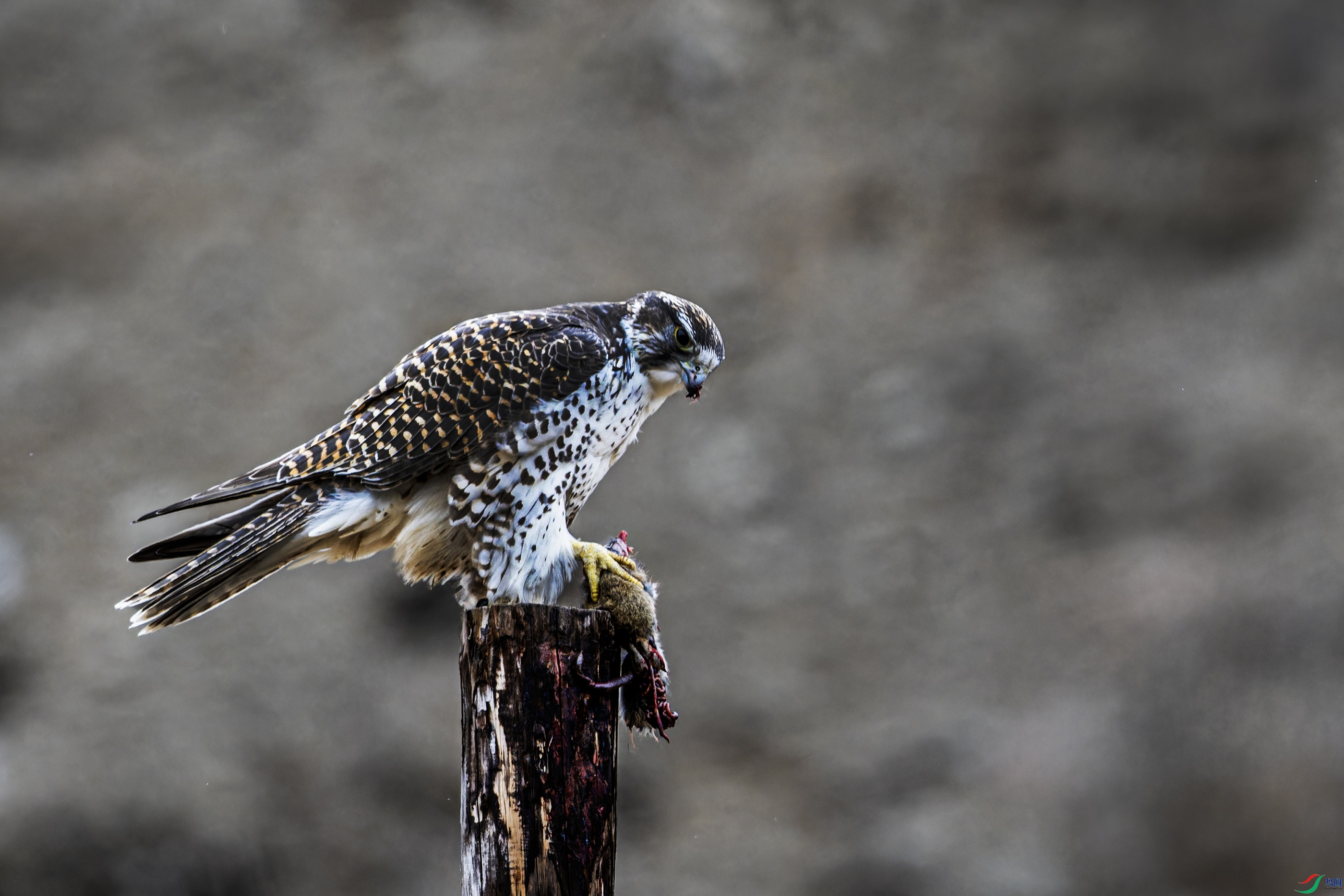 ���� (2)-1.jpg