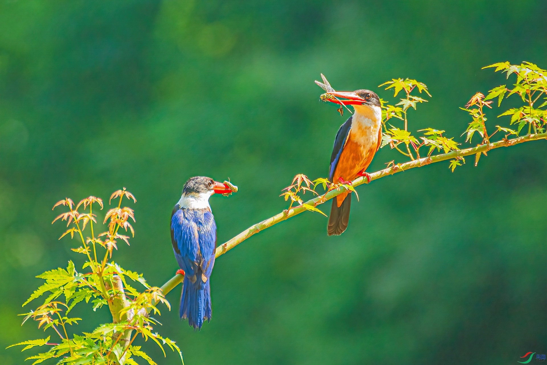 DSC_3294 ����.jpg