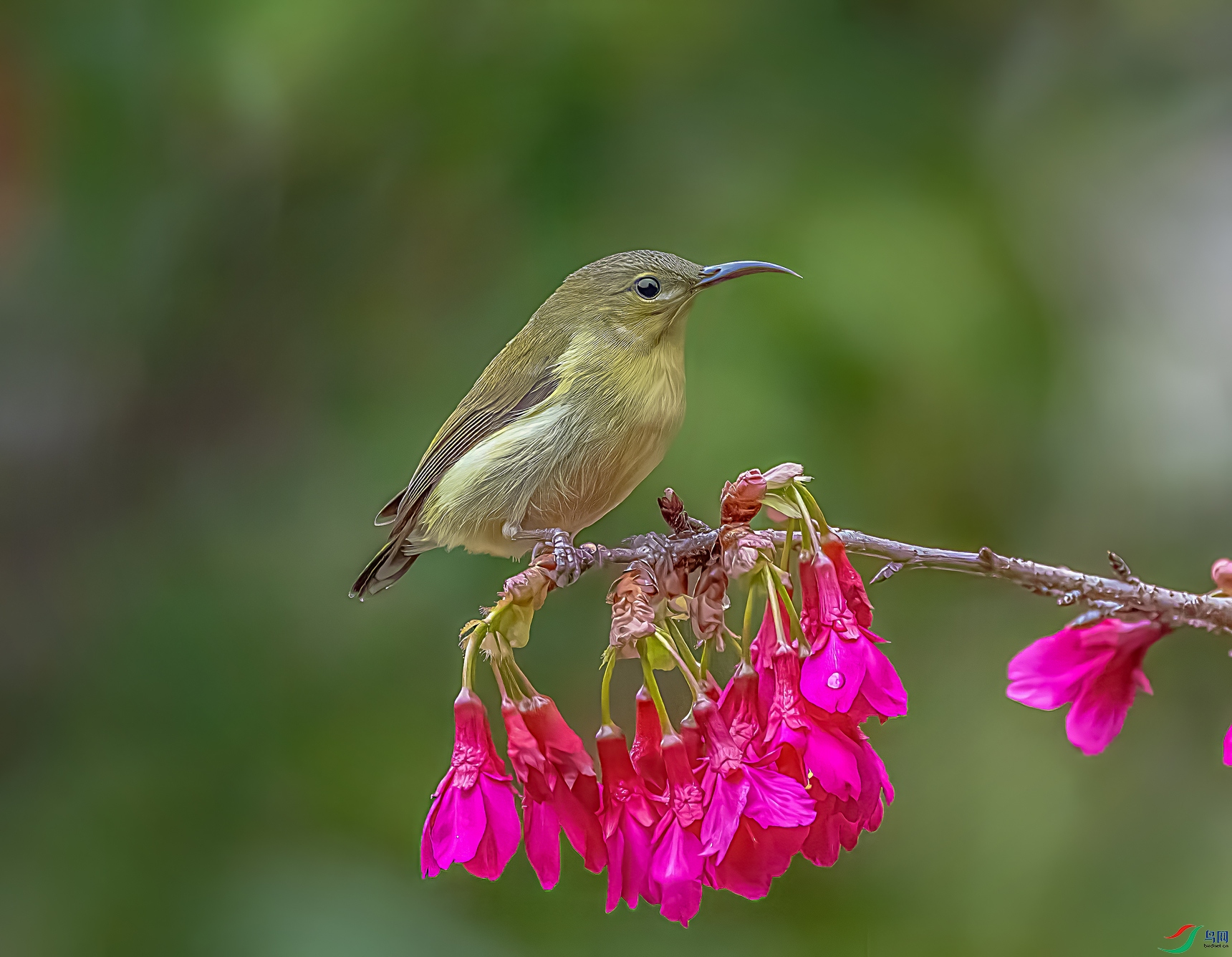 ��β̫����