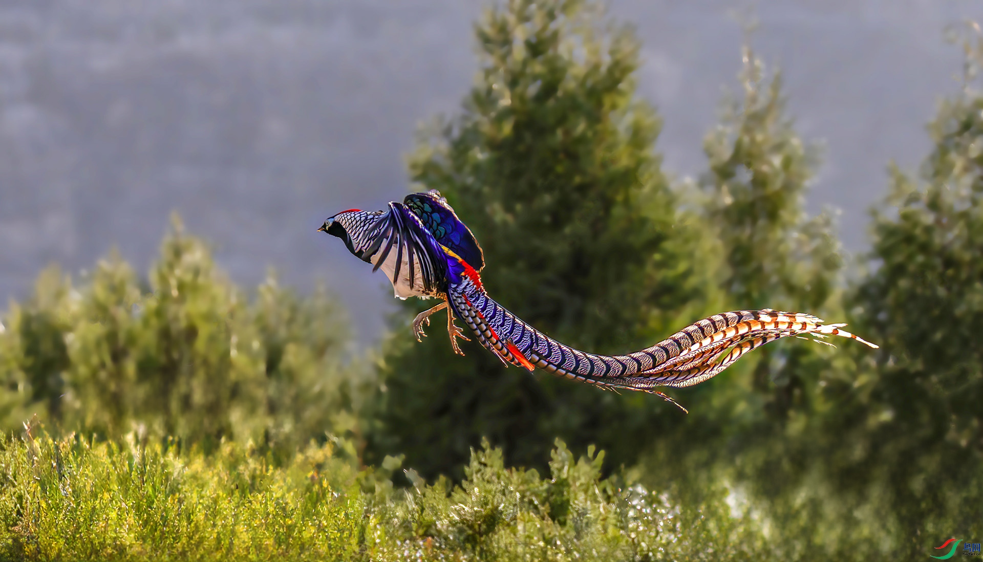 _07A2404 ����-Sha---1 .jpg