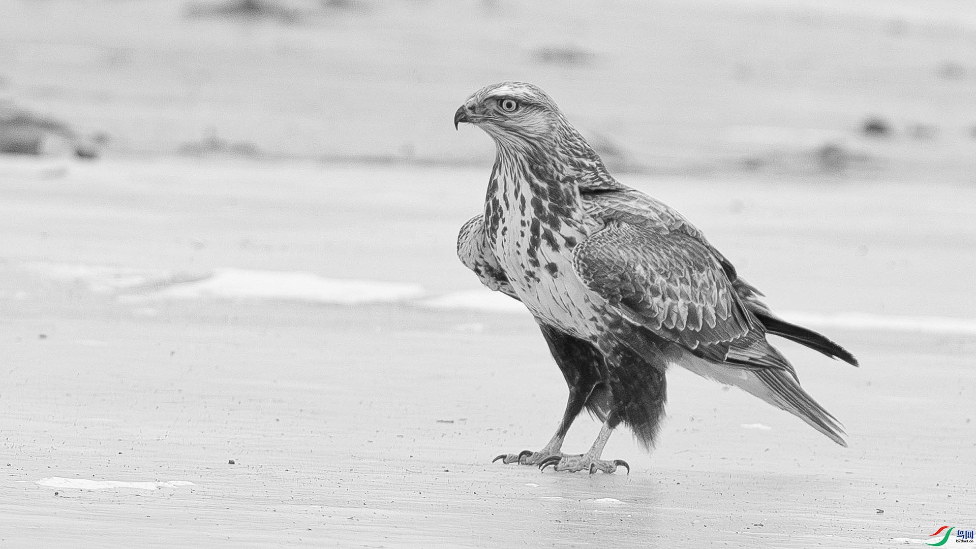 DSC04298 ����.jpg