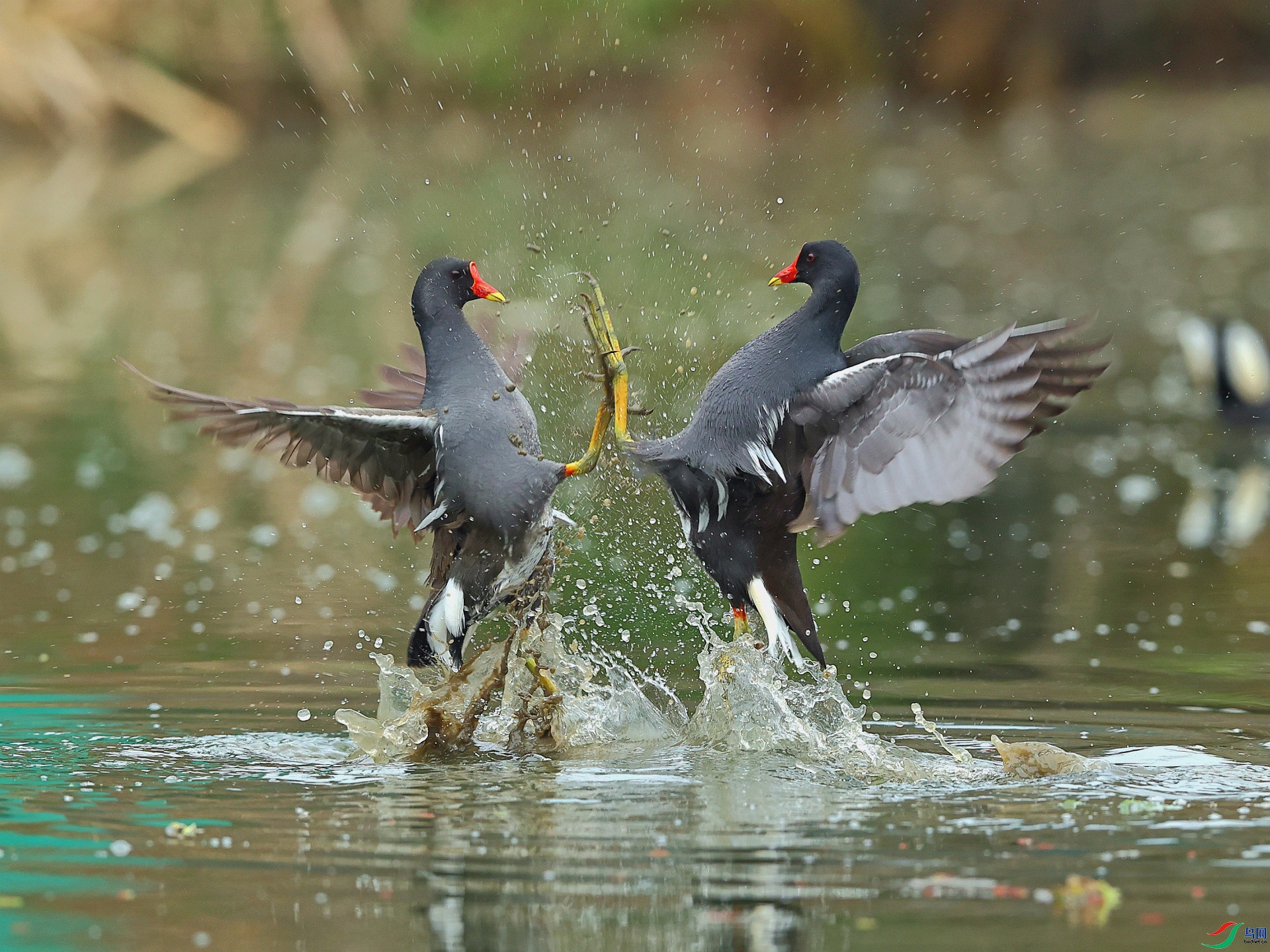 2.19��Ұ�Ÿ���ʦ��Ʒ   һ������  ��ף���ٻ���Ӱʦ������.jpg