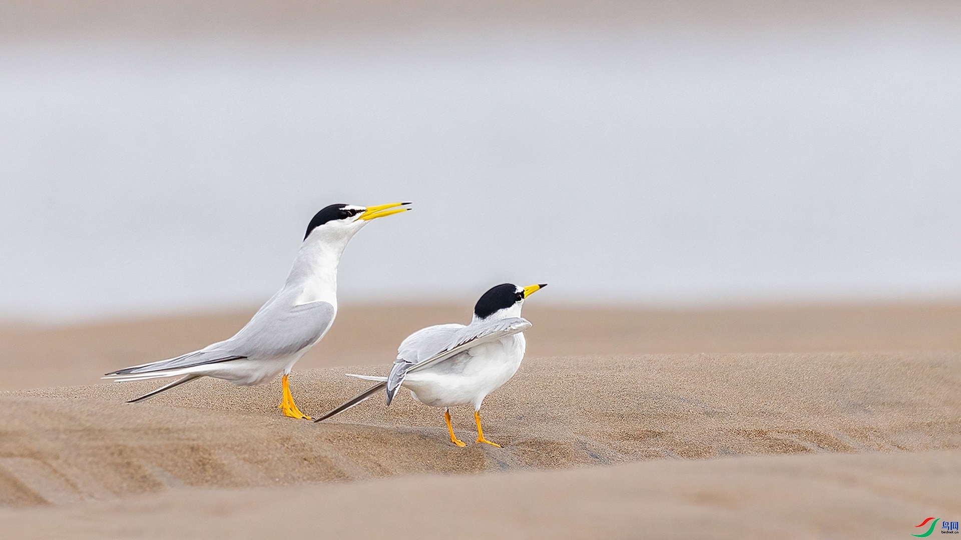 2.20�ƽ�Ҷ��ʦ��Ʒ   ����ɳ̲��ף���ٻ����Ѿ�����.jpg