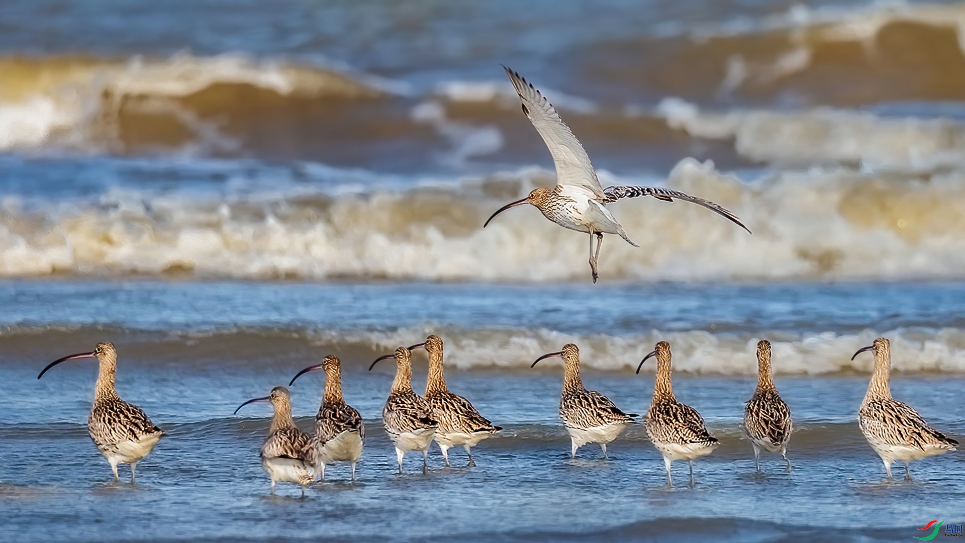 2.22�ƽ�Ҷ��ʦ��Ʒ   ��������.jpg