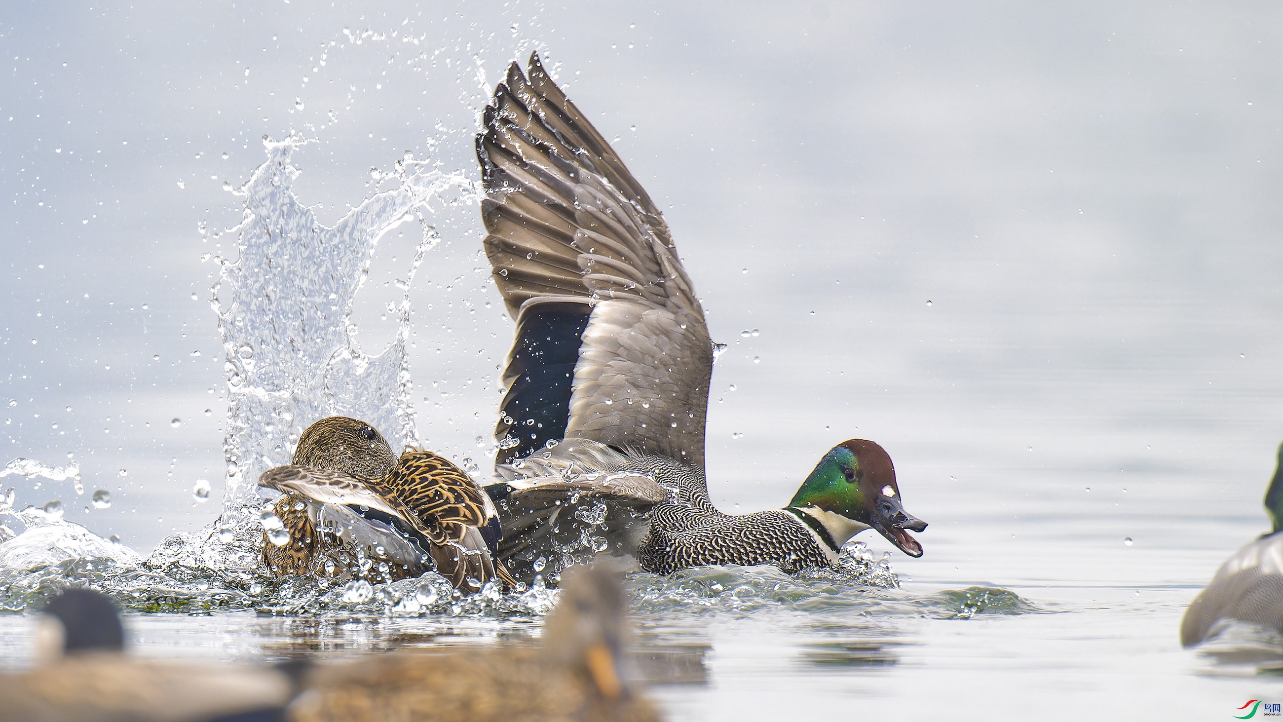 DSC_5405_DxO.jpg