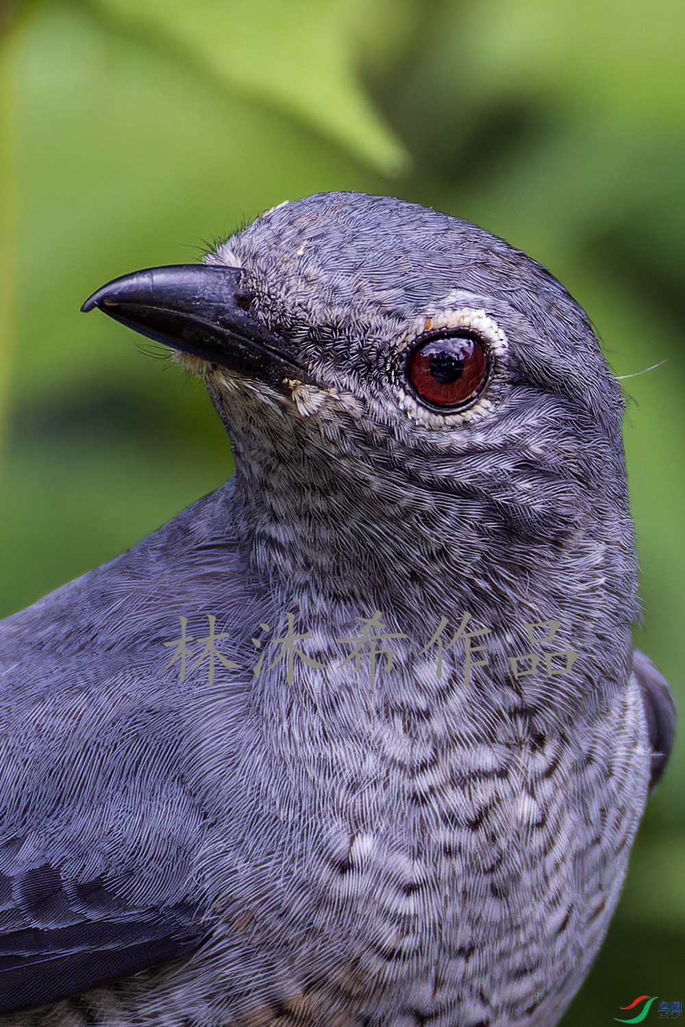 _97A9050-CR3 copy.jpg