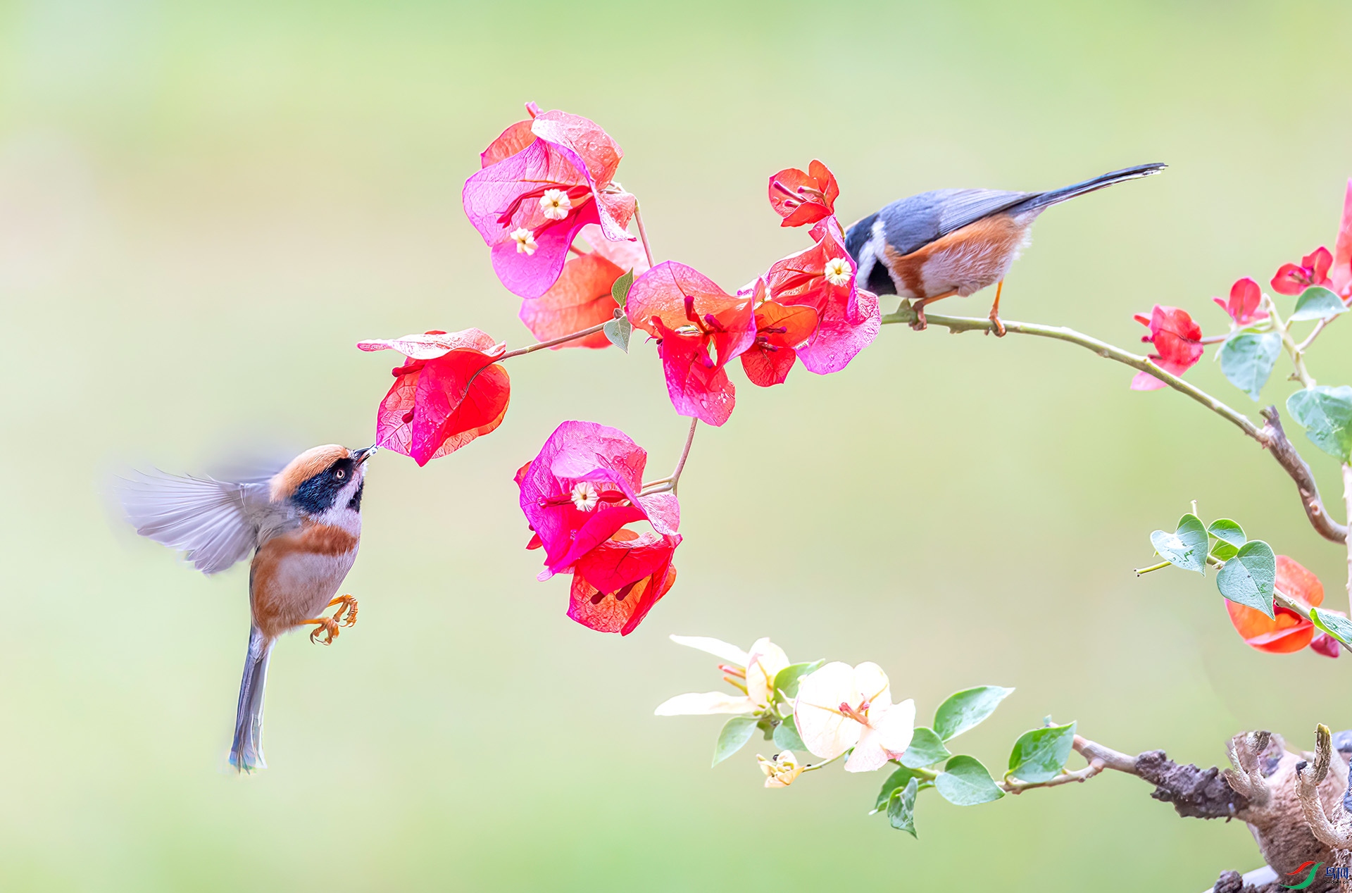 060A2594 ����-Sha---1 .jpg