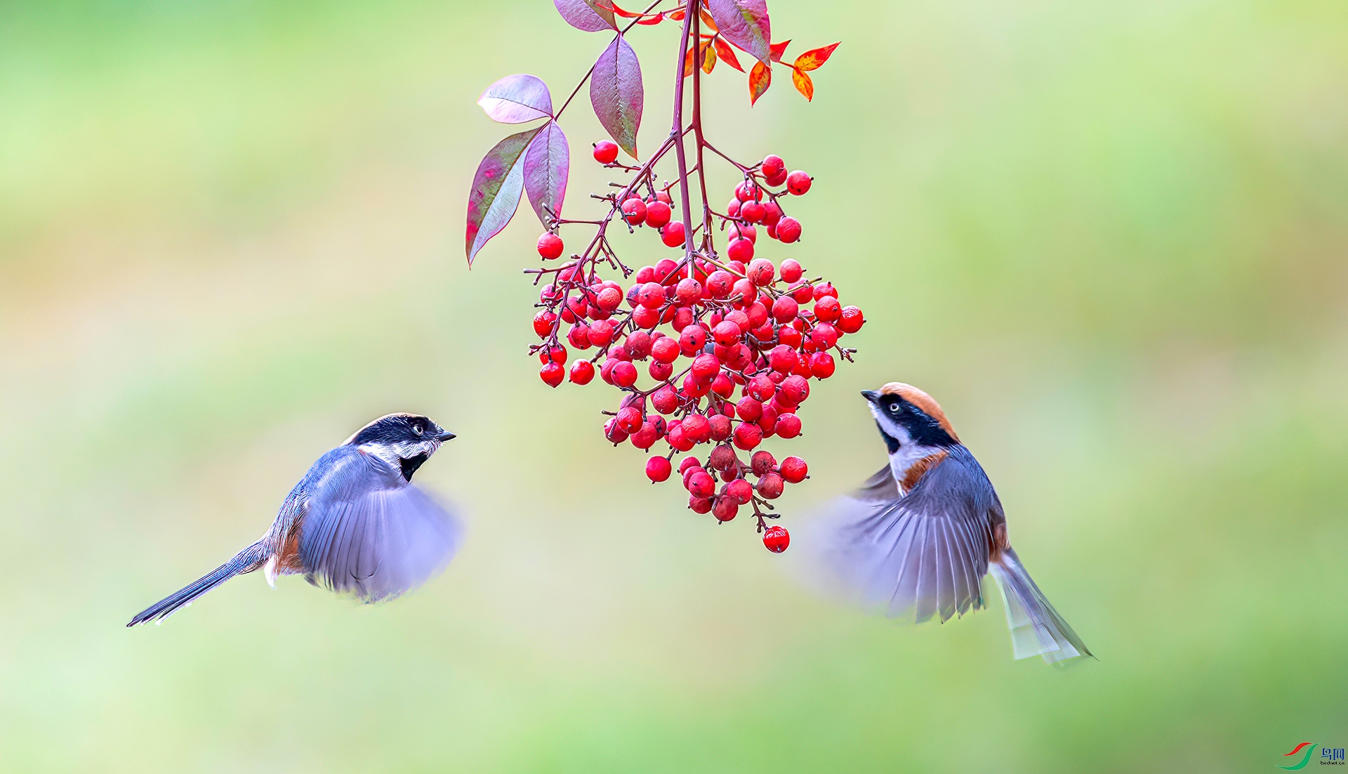 060A3510 ����-Sh---1 .jpg