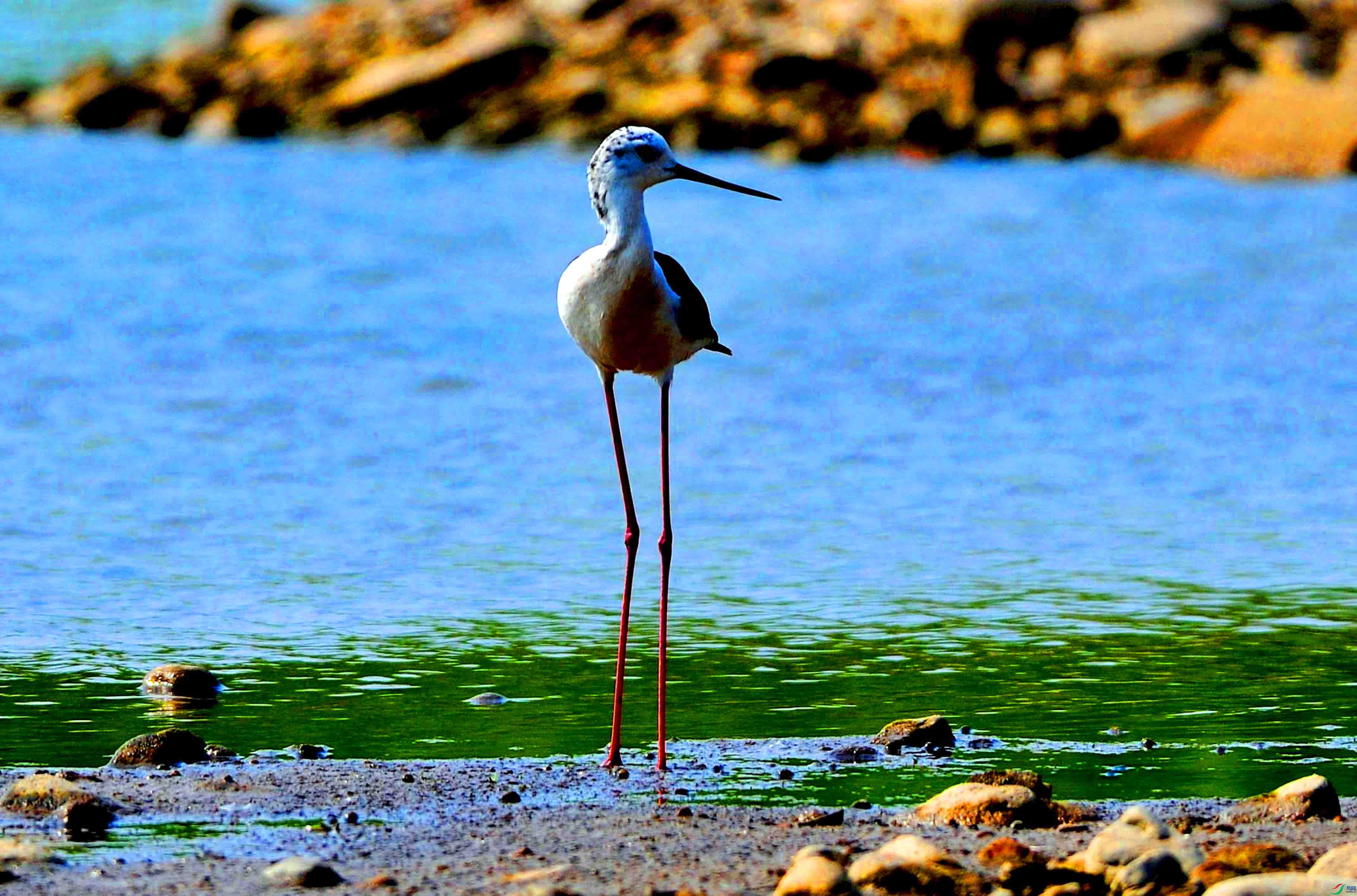 ���ĺڳ᳤���� (9).JPG