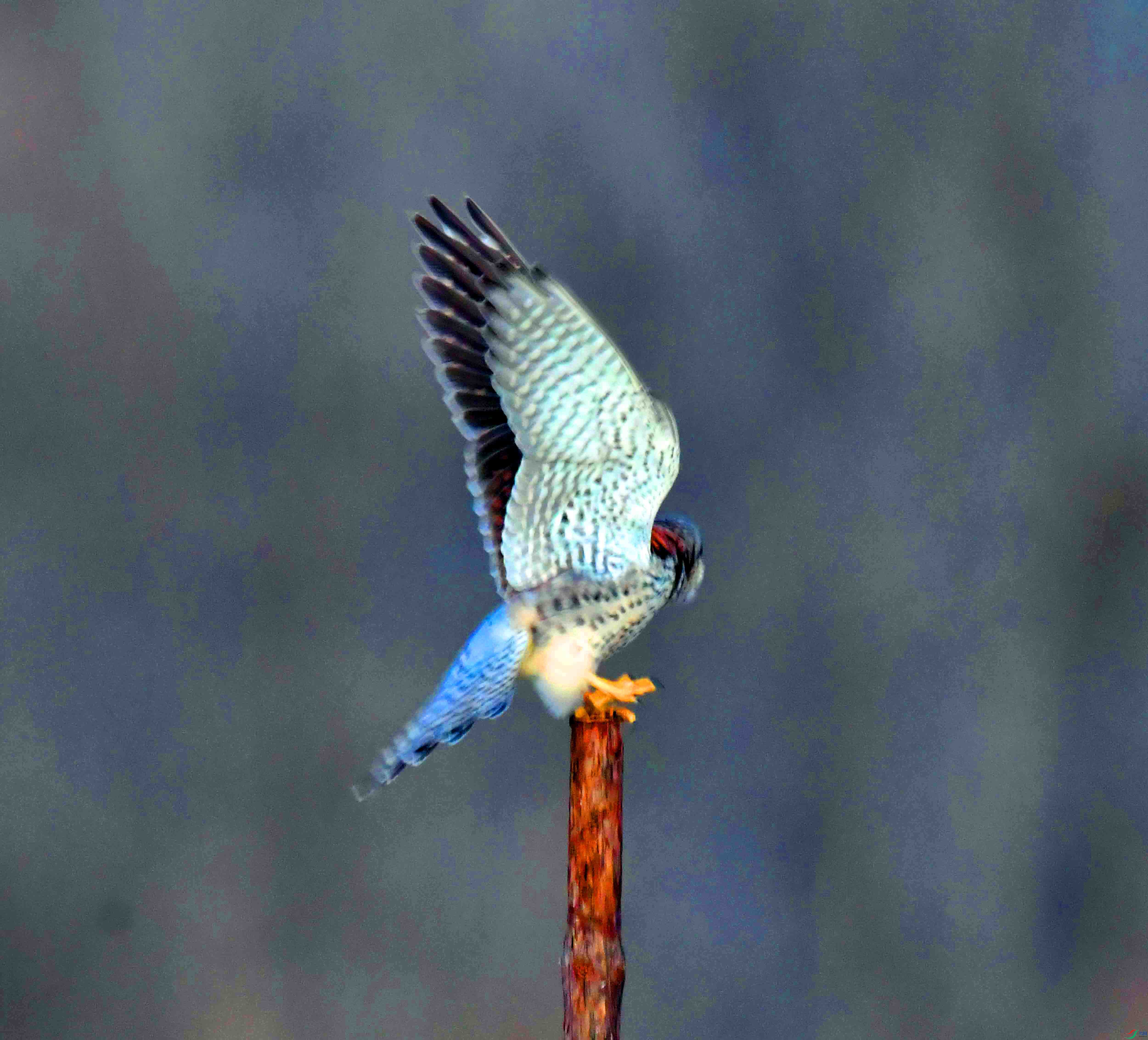 DSC_9532.JPG