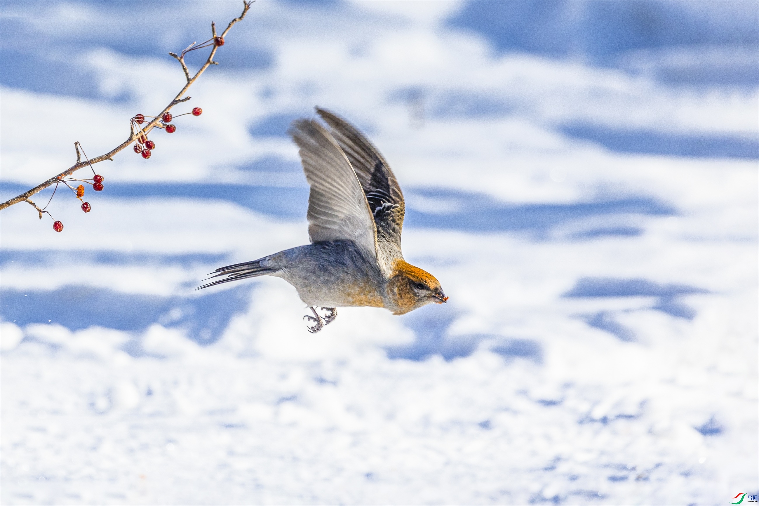 1K3A8150 ����1.jpg