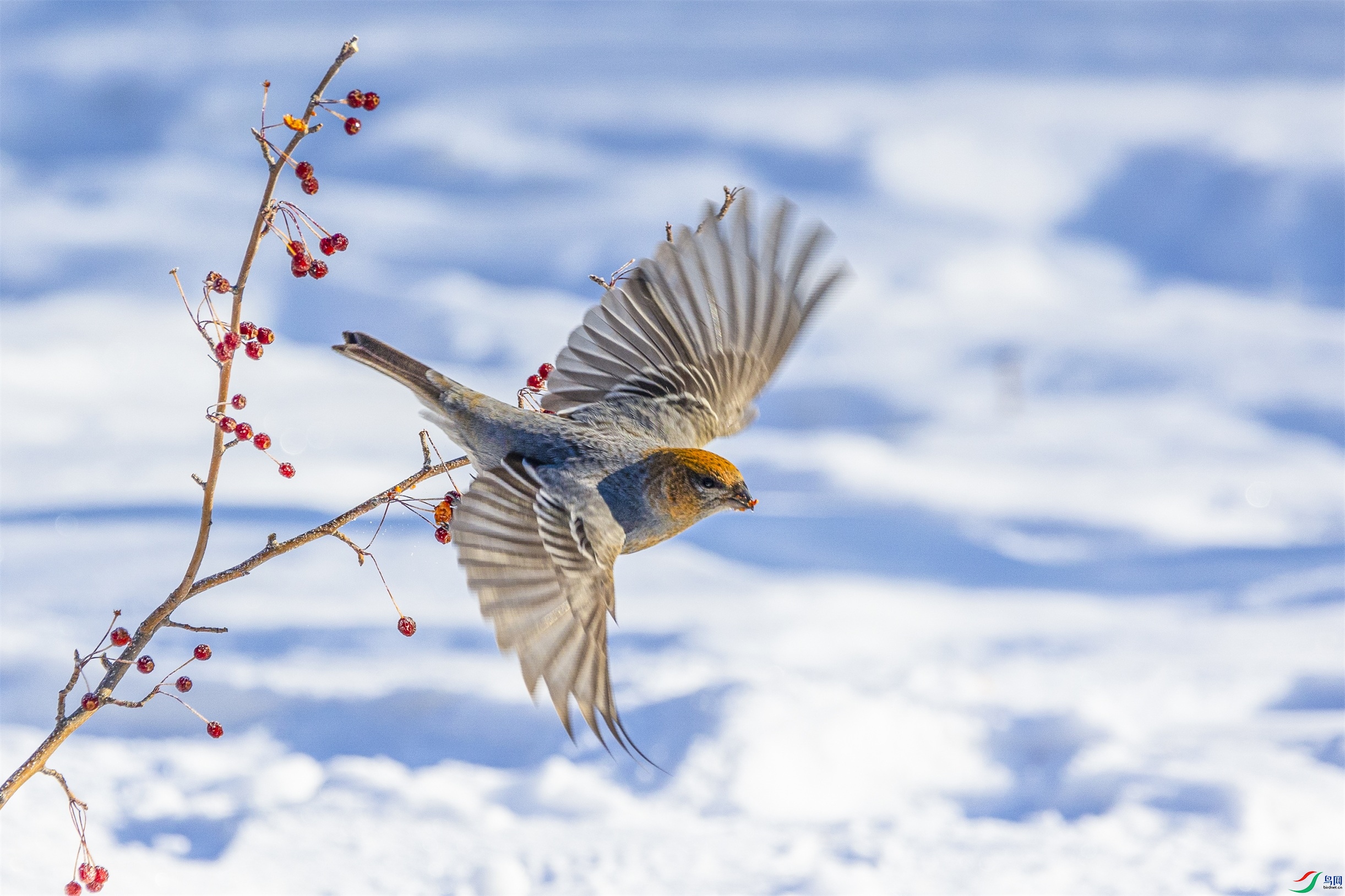 1K3A8148 ����1.jpg