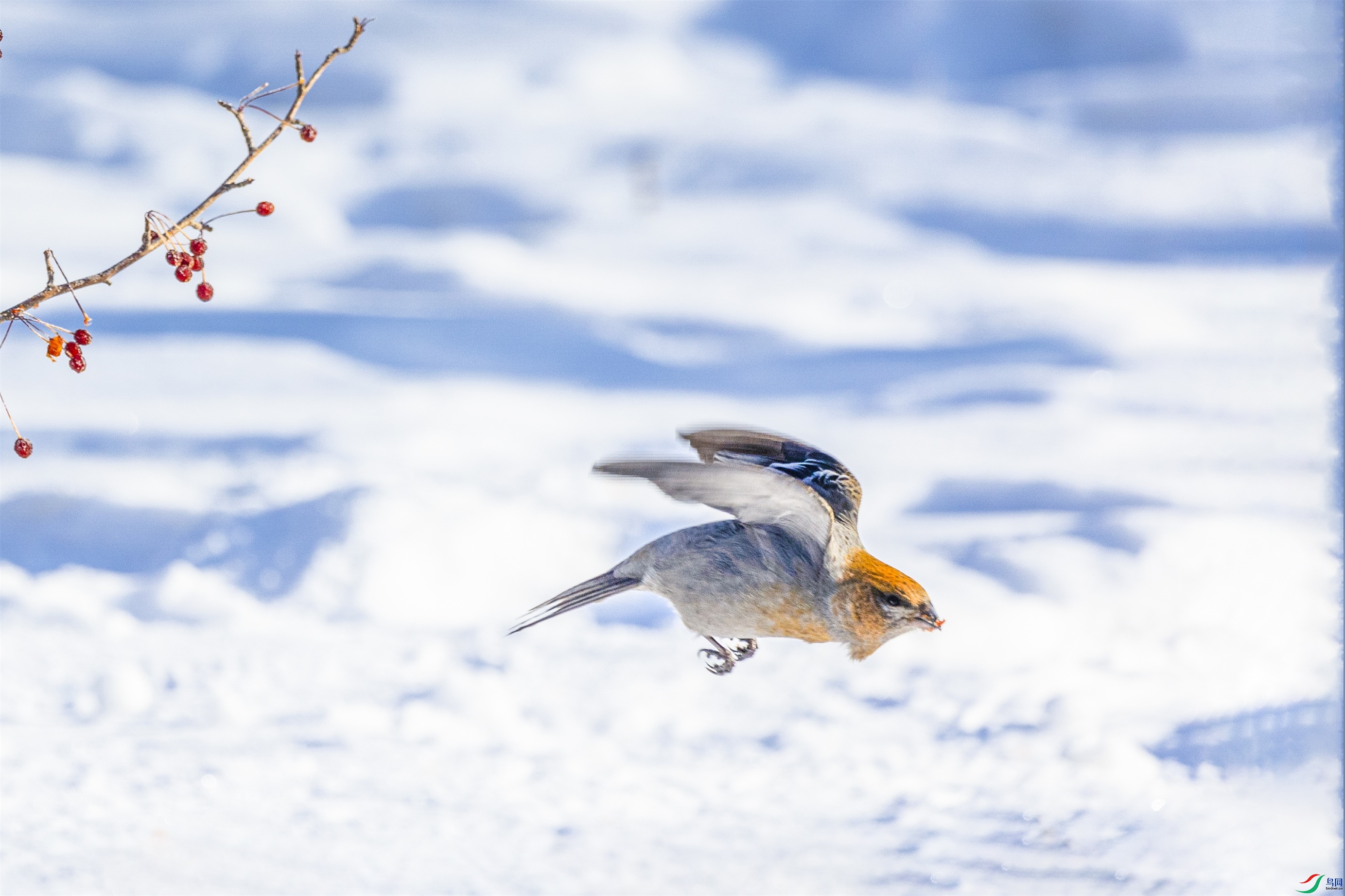 1K3A8151 ����1.jpg